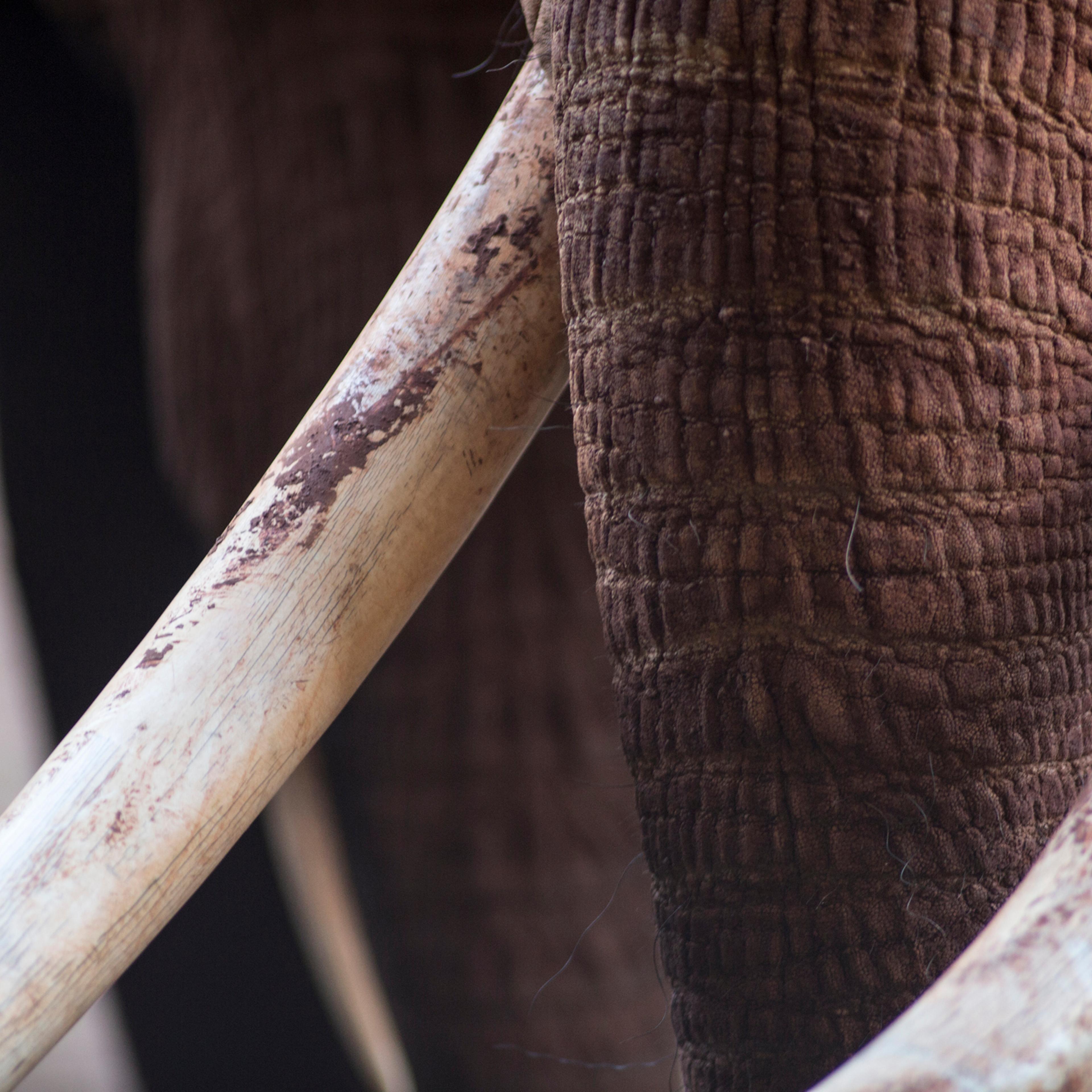 Elephant tusks
