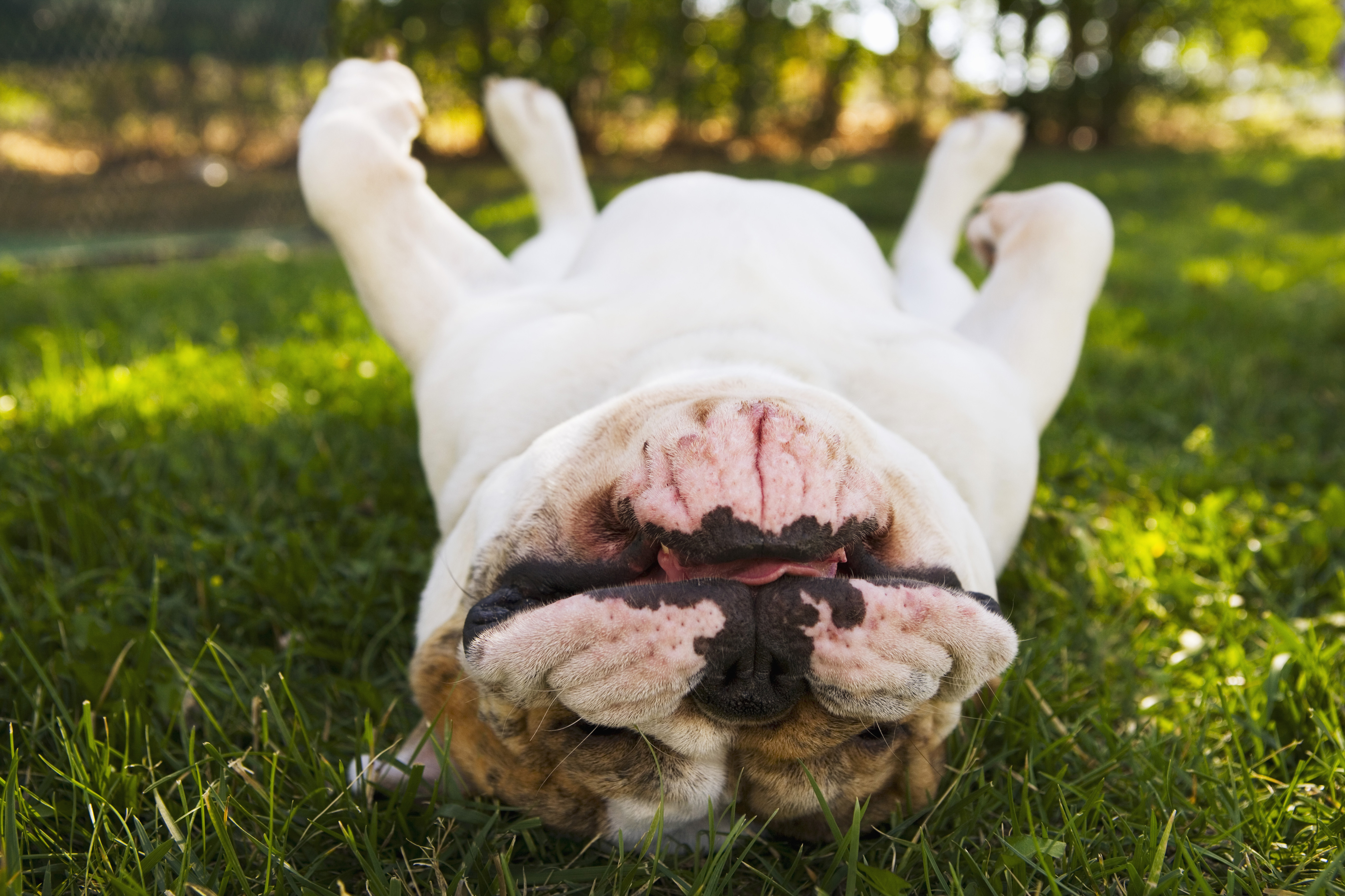 Dog takes nap in viral video