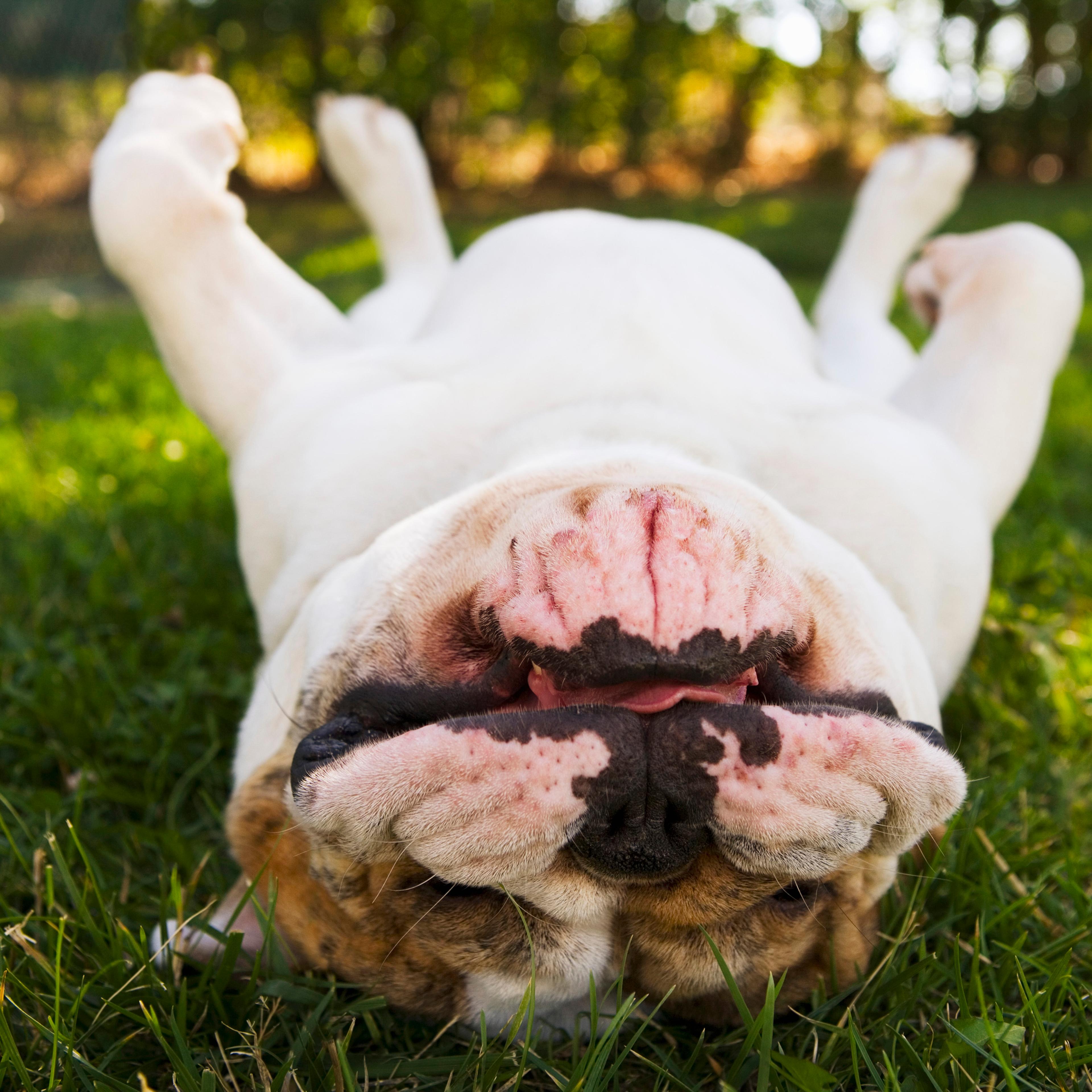 Dog takes nap in viral video