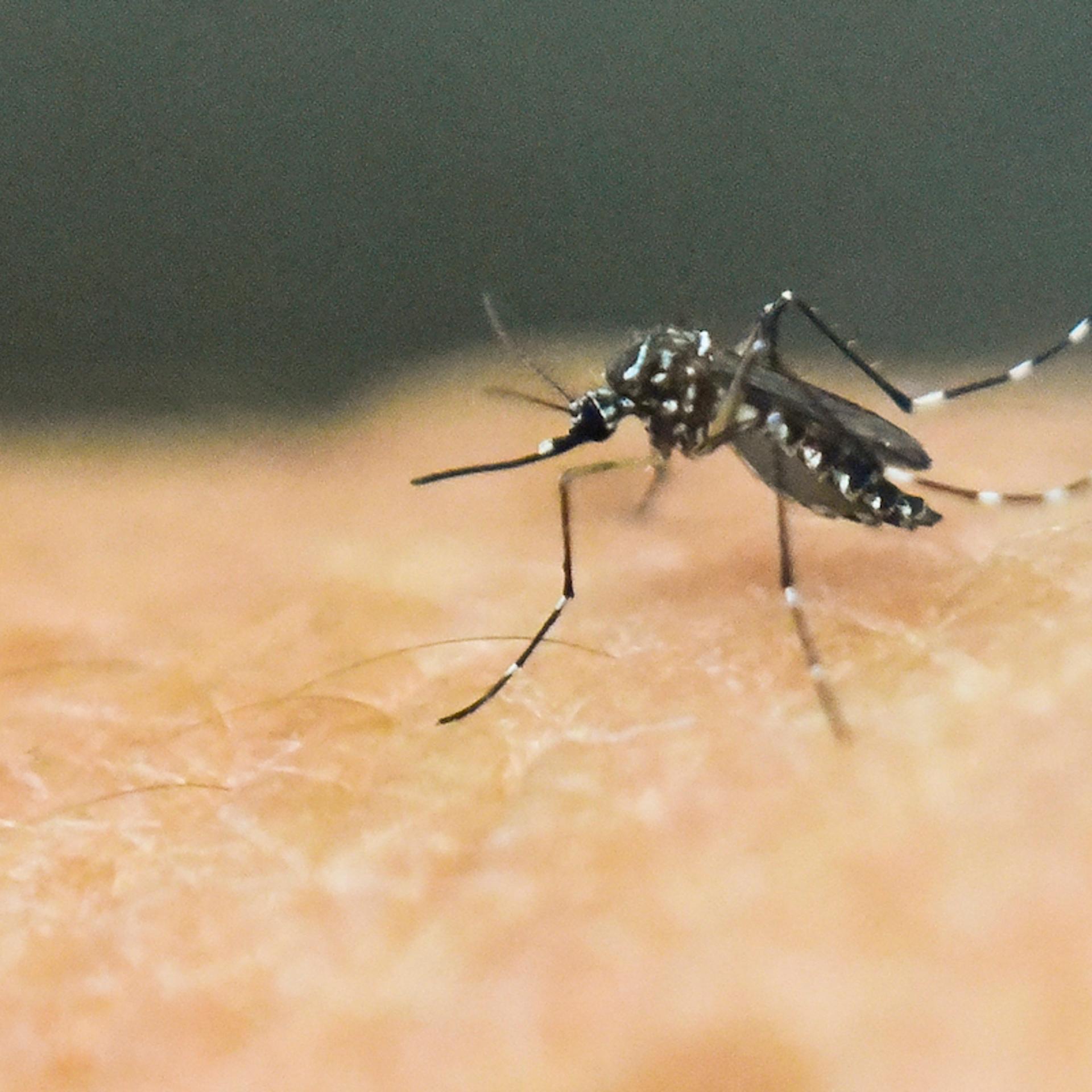 TOPSHOT-COLOMBIA-SCIENCE-HEALTH-ZIKA-VIRUS