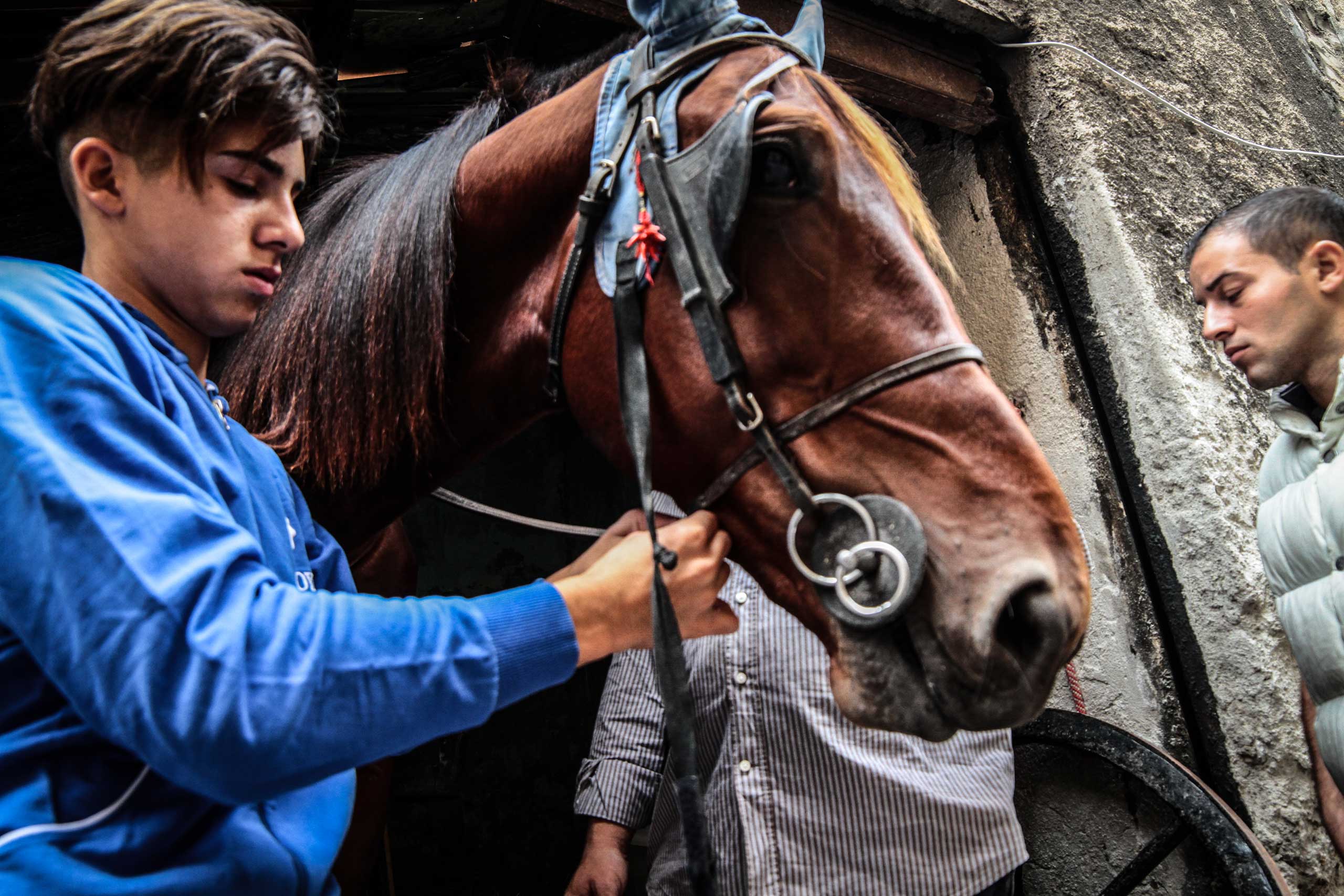 Illegal horse raising Italy