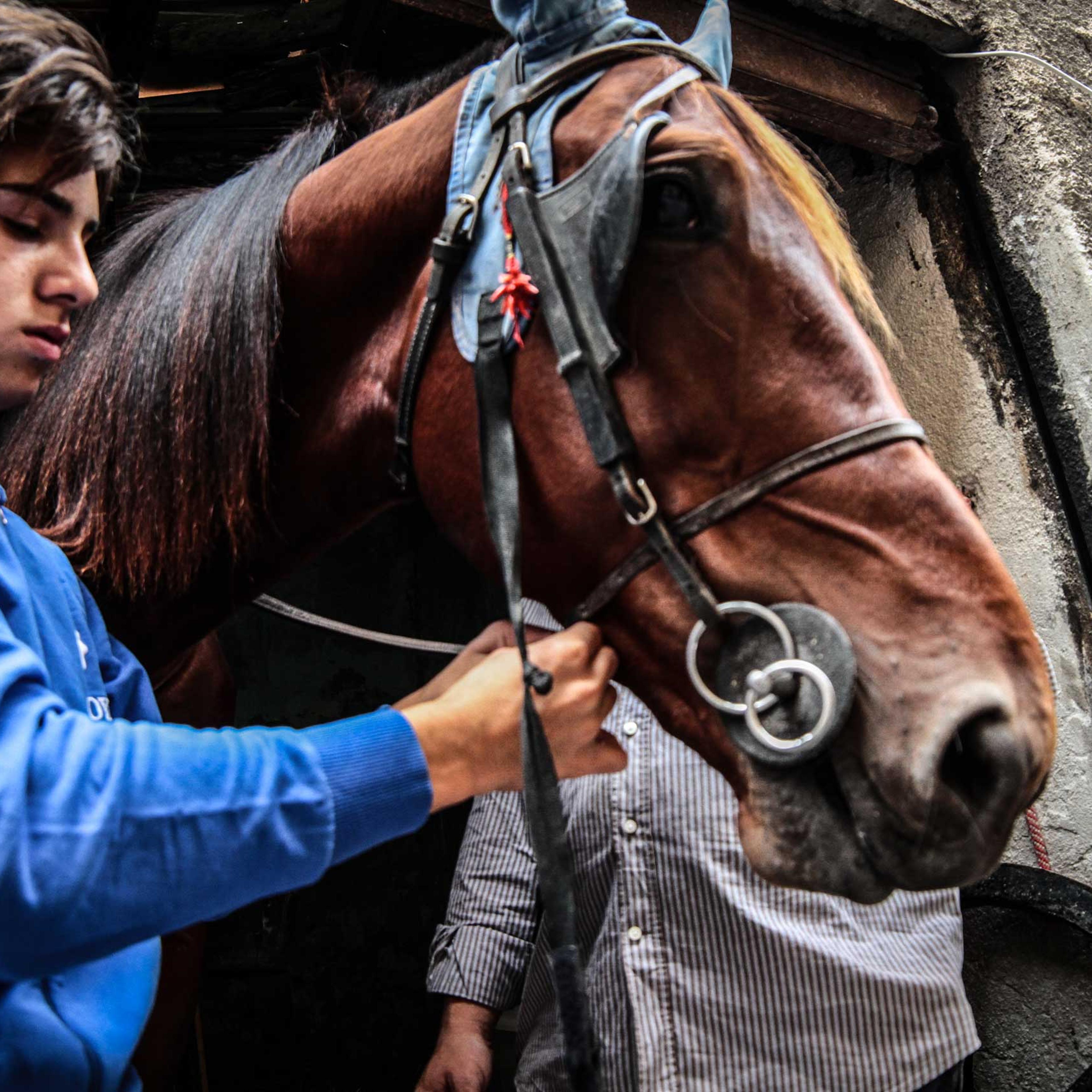 Illegal horse raising Italy