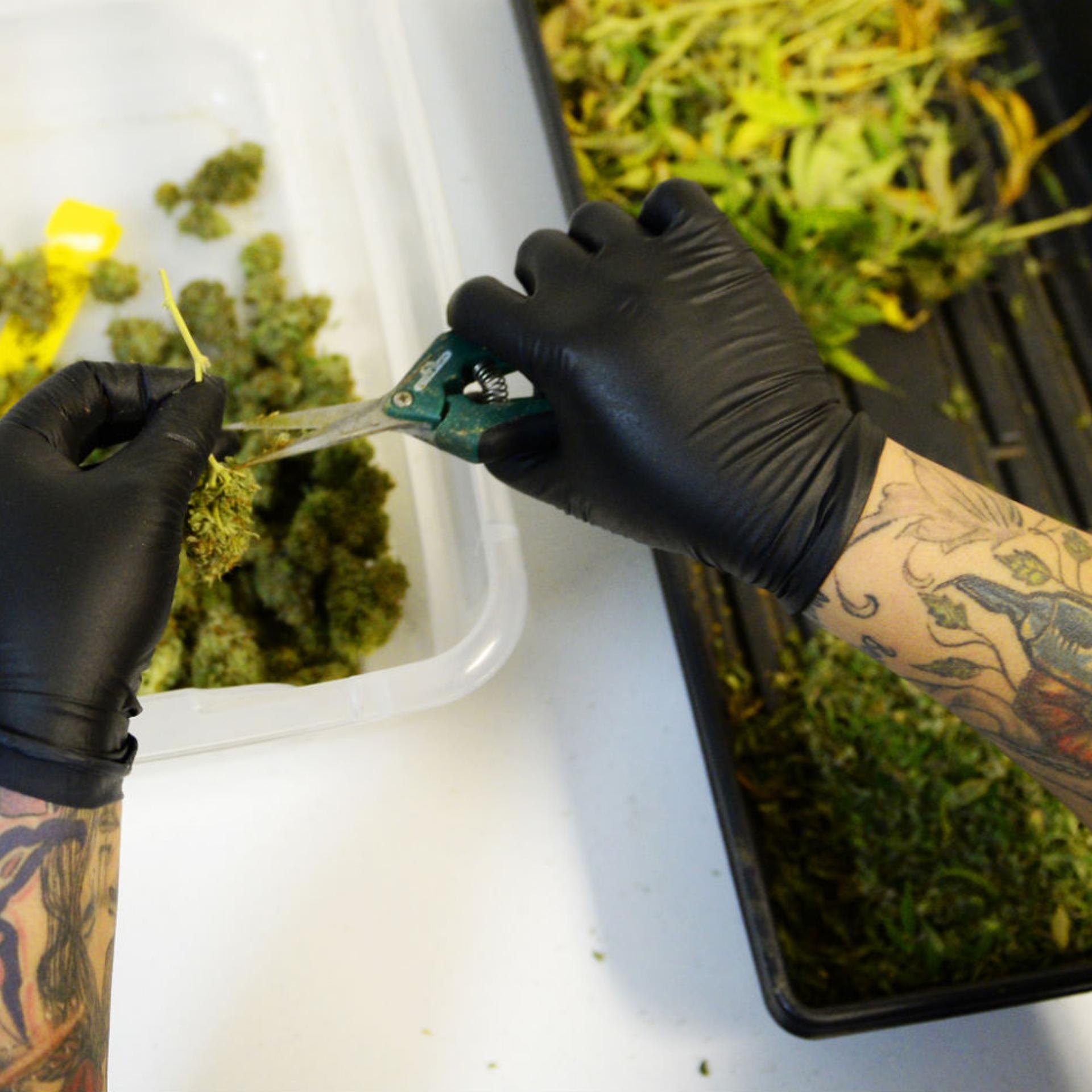 Nicole Martinez trims marijuana plants as they get ready, at 3D Cannabis Center in Denver, for the first of the year, when the shop is allowed to sale recreational marijuana.