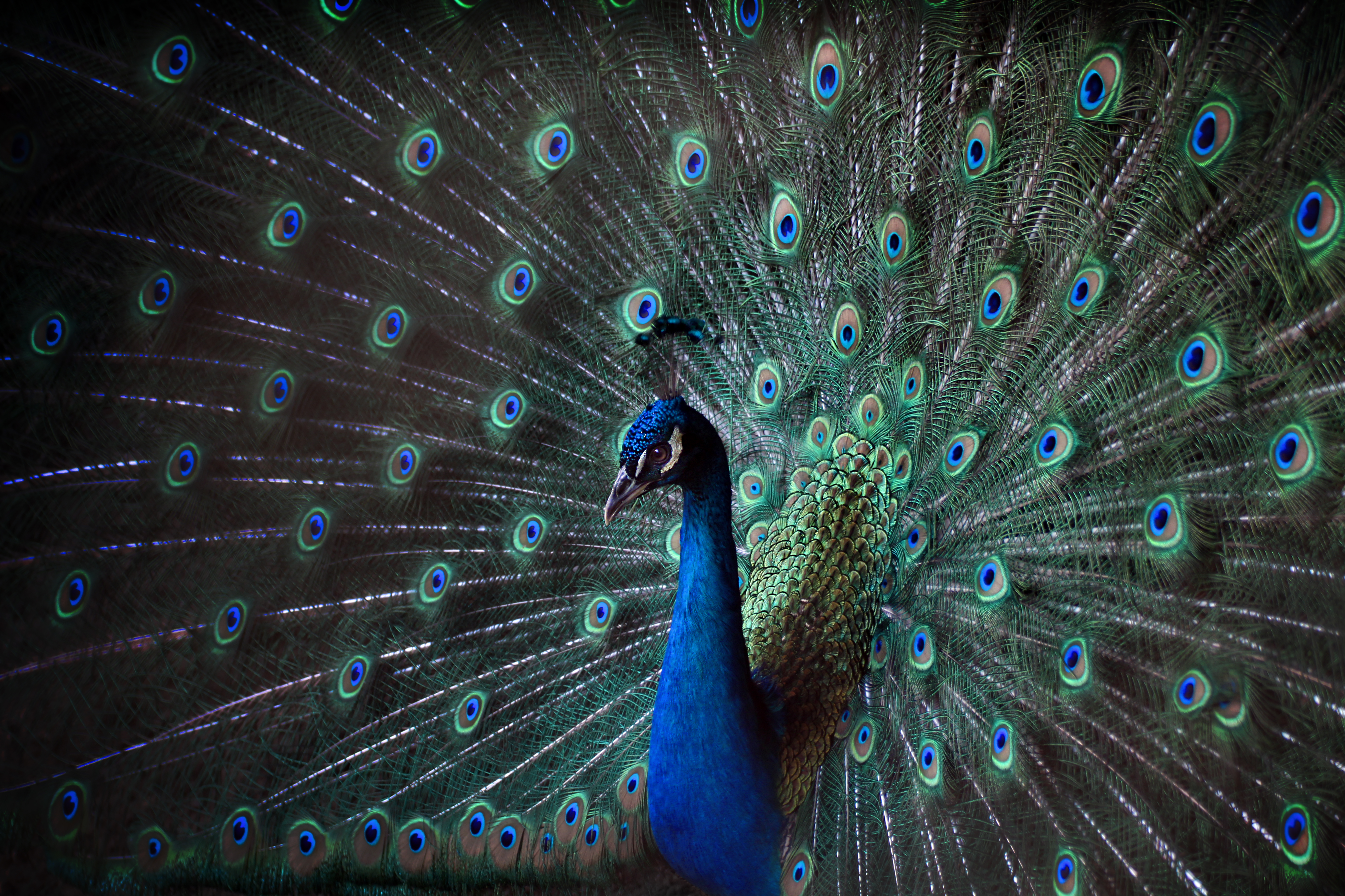 Peacock