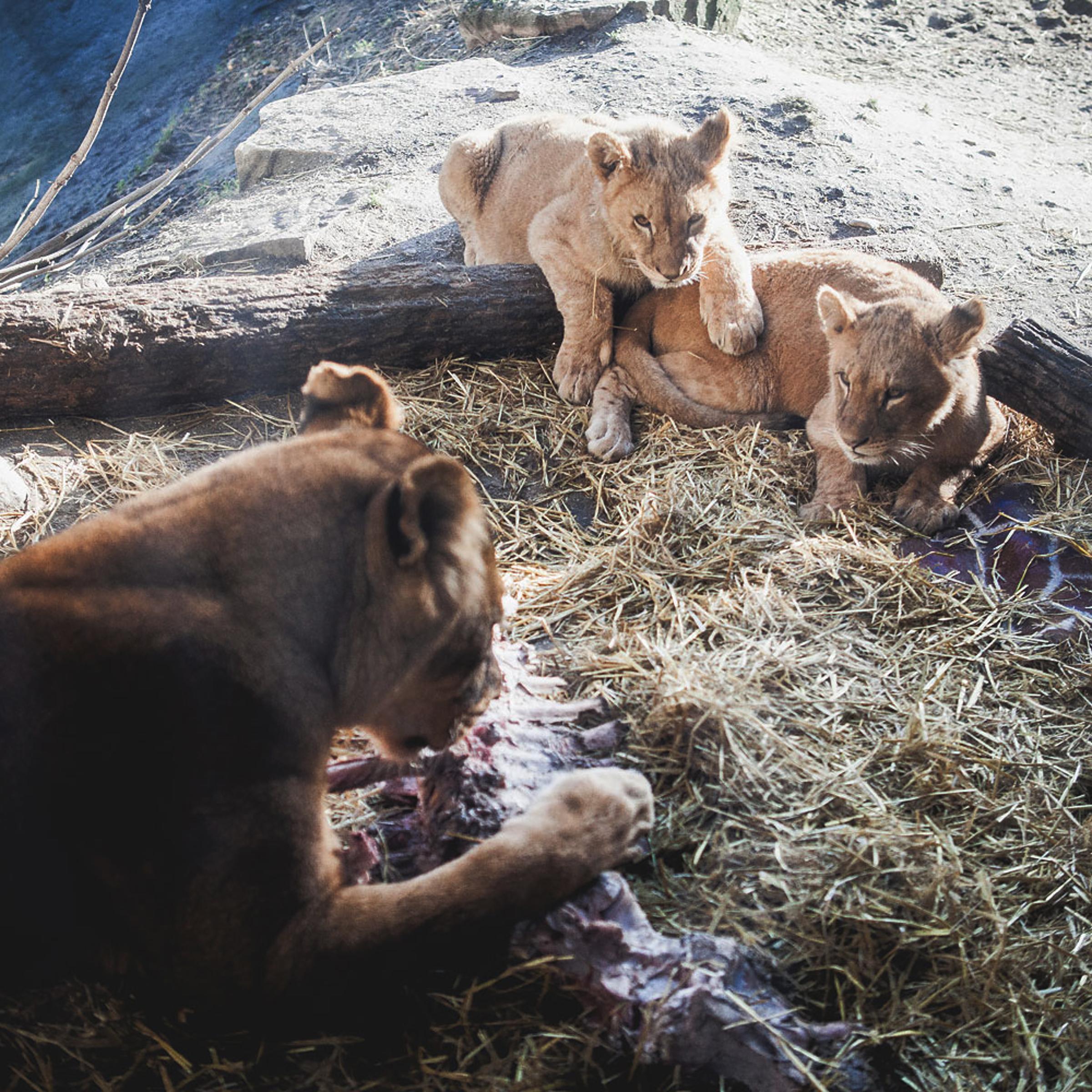 Copenhagen Zoo lions tuck into the remains of Marius the giraffe, Feb. 10, 2014.