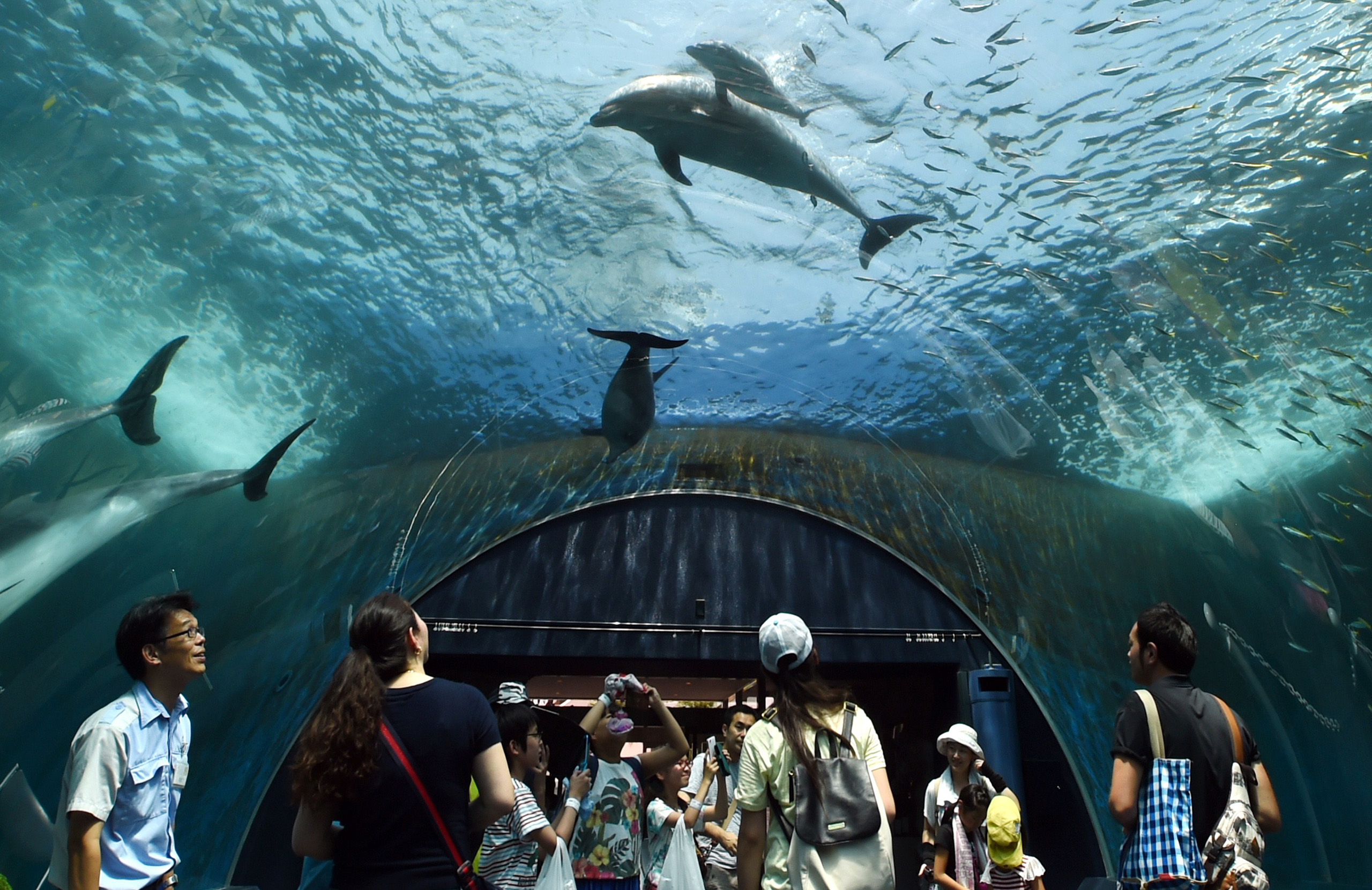 A baby bottlenose dolphin (top) swims beside his mother at the Hakkeijima Sea Paradise aquarium in Yokohama, suburban Tokyo on July 20, 2015.