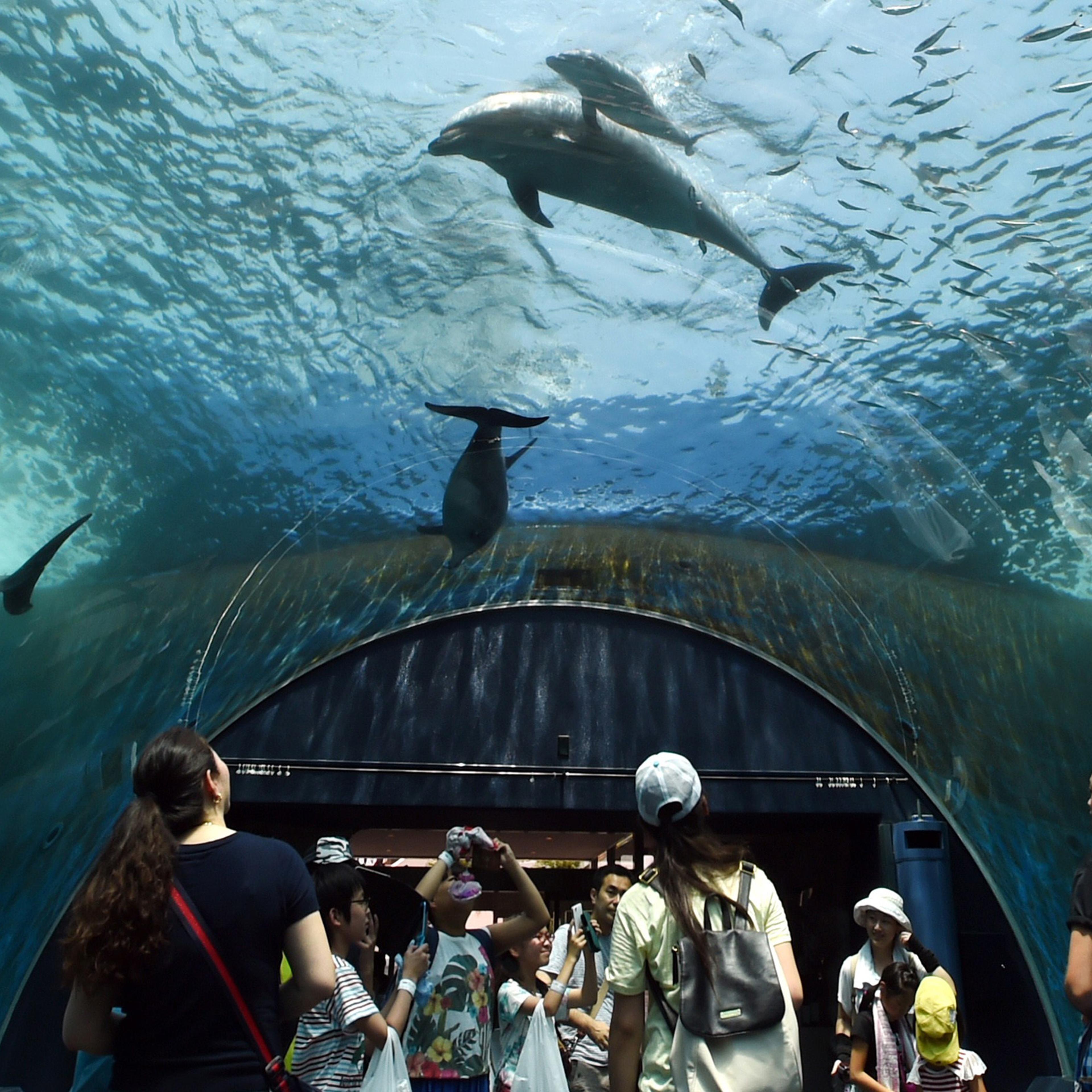 A baby bottlenose dolphin (top) swims beside his mother at the Hakkeijima Sea Paradise aquarium in Yokohama, suburban Tokyo on July 20, 2015.
