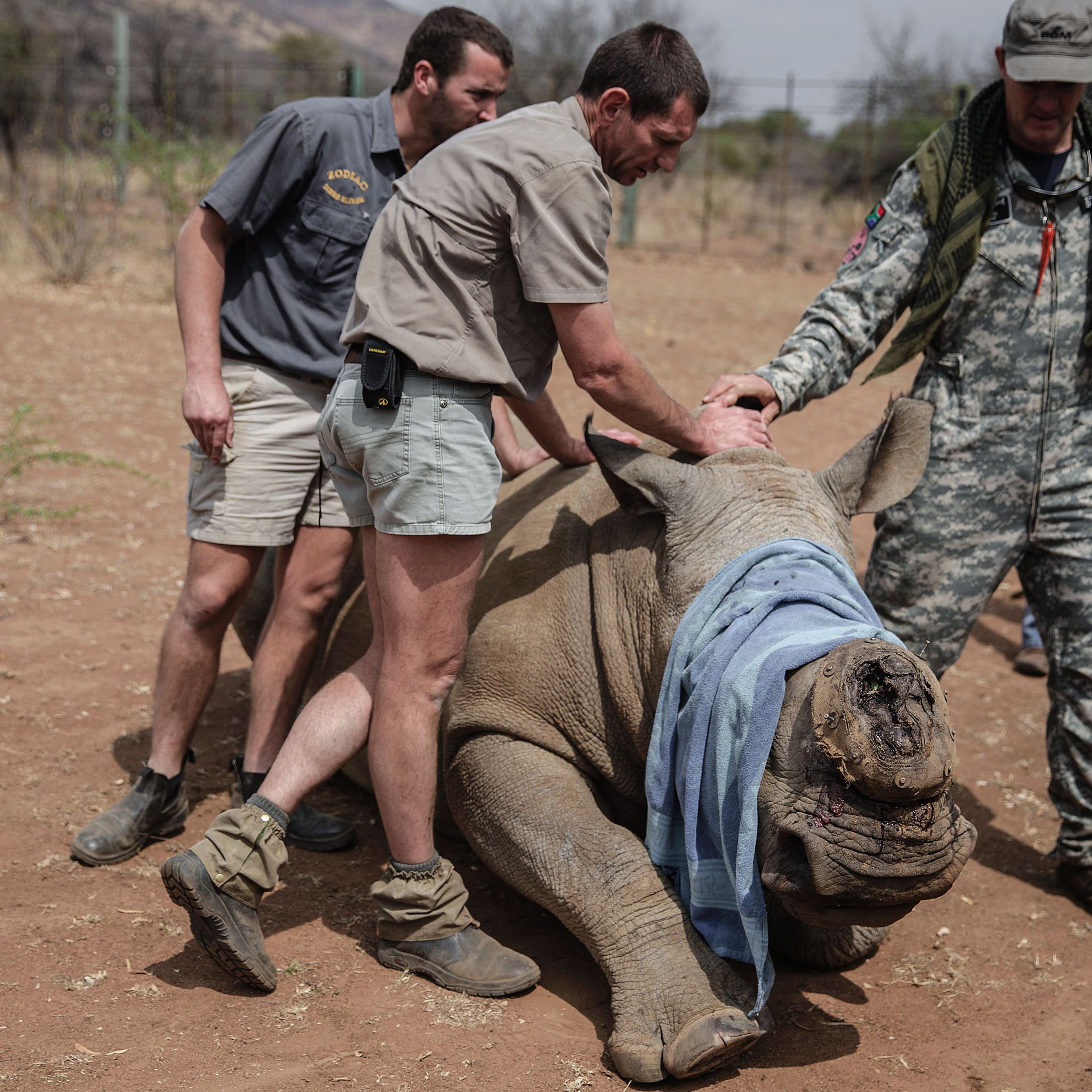 A veterinary from Saving the Survivors and RHINO911 crew attend to a previously wounded Rhino during an operation of RHINO911 Non Governamental Organization at the Pilanesberg National Park in the North West province, South Africa, on Sept. 19, 2016.
