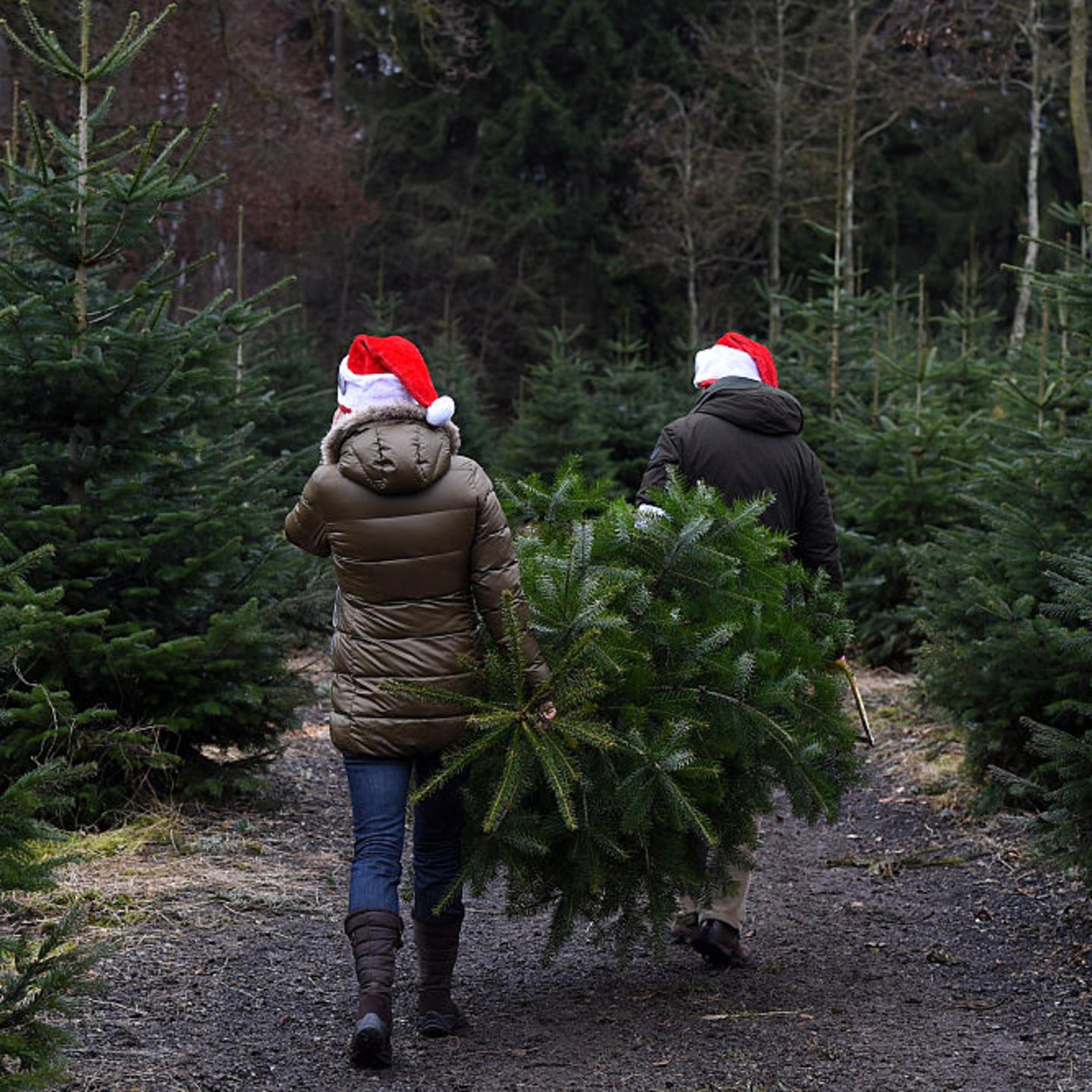 GERMANY-BAVARIA-CHRISTMAS-TREE-FEATURE