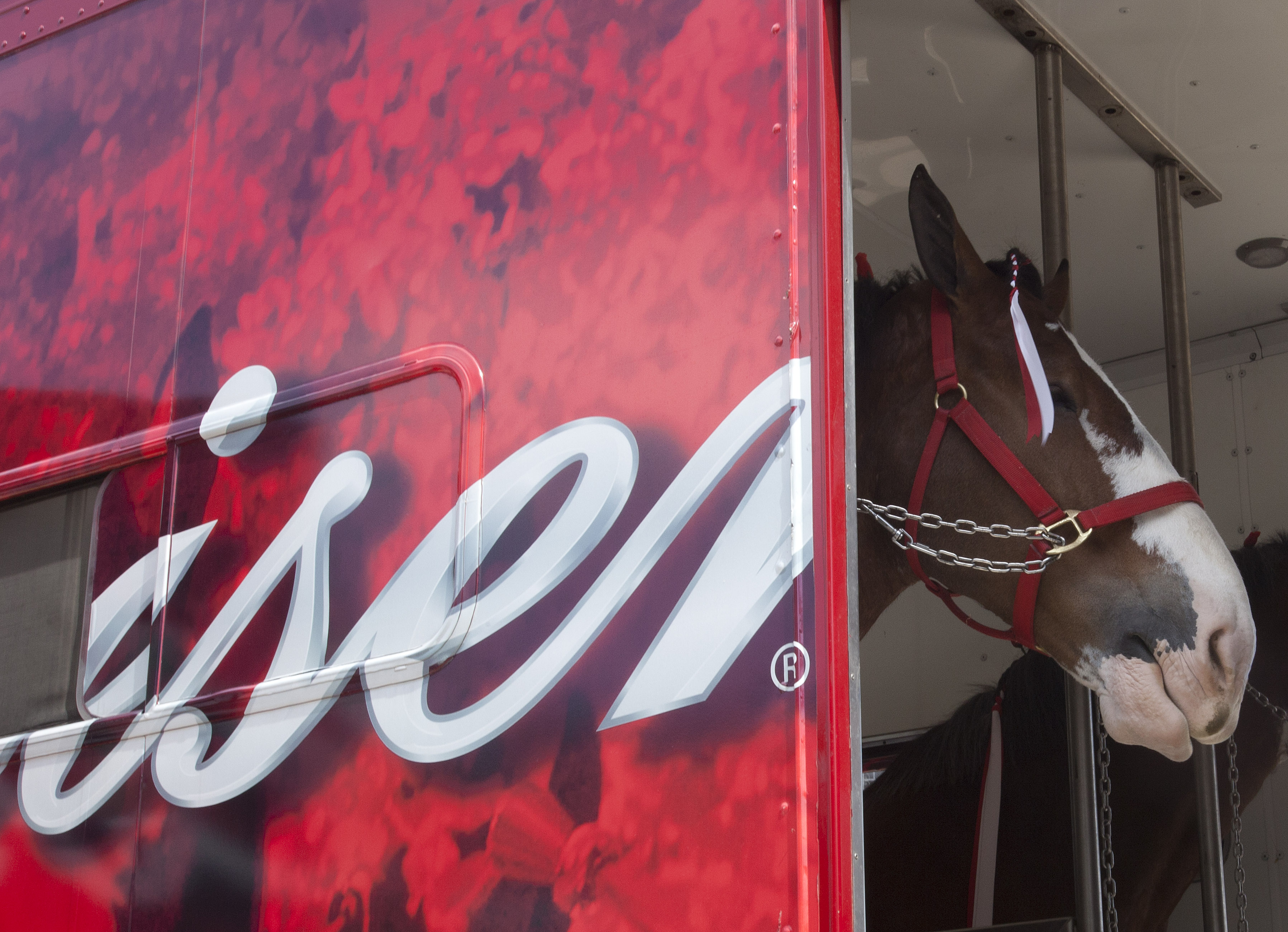 A Budweiser clydesdale horse sticks his head out of the trailer before the game between the Colorado Rockies and the Houston Astros on Opening Day at Minute Maid Park on April 6, 2012 in Houston.