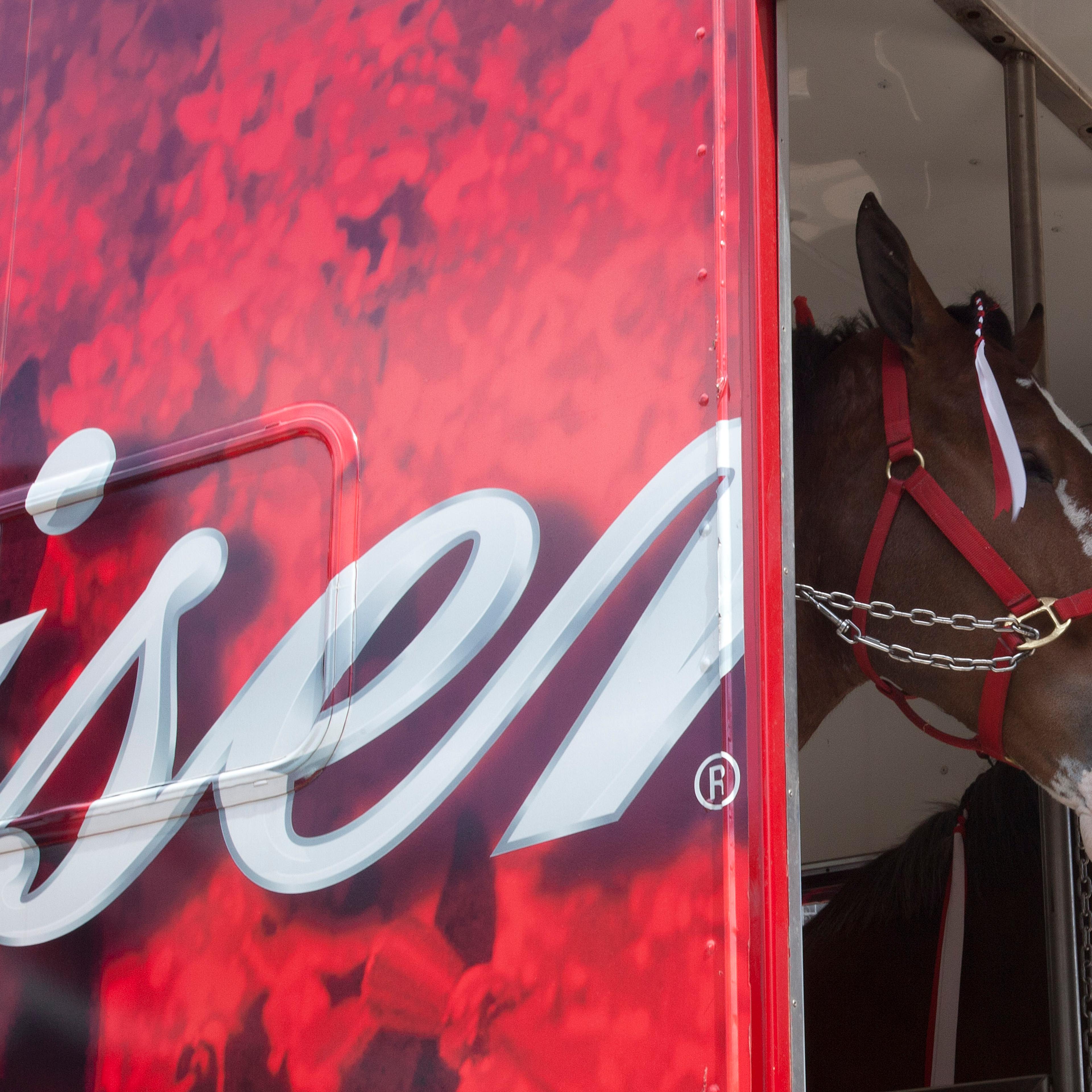 A Budweiser clydesdale horse sticks his head out of the trailer before the game between the Colorado Rockies and the Houston Astros on Opening Day at Minute Maid Park on April 6, 2012 in Houston.