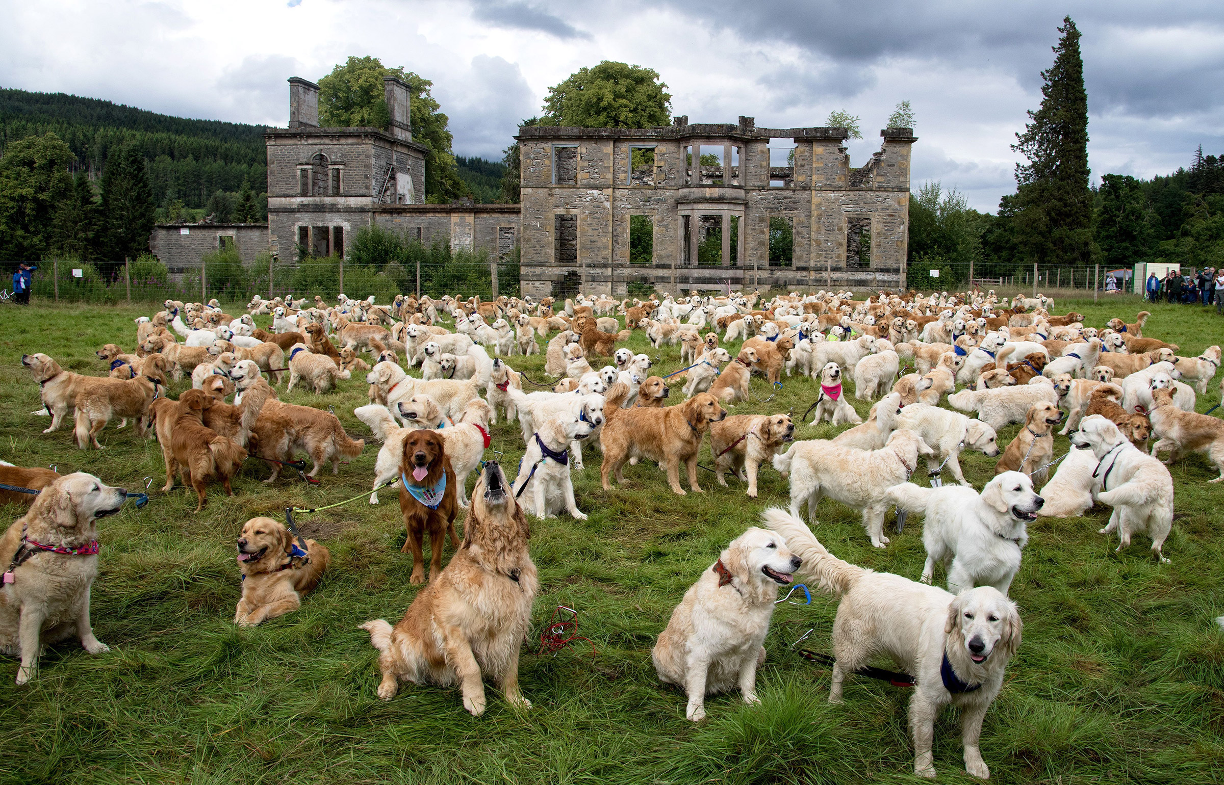 A record 466 Golden Retrievers from more than 12 countries gather at their ancestral home at the Guisaschan Estate near Tomich in the HIghlands of Scotland to celebrate the 155th Anniversary of the breed founded by Lord Tweedmouth in 1868.