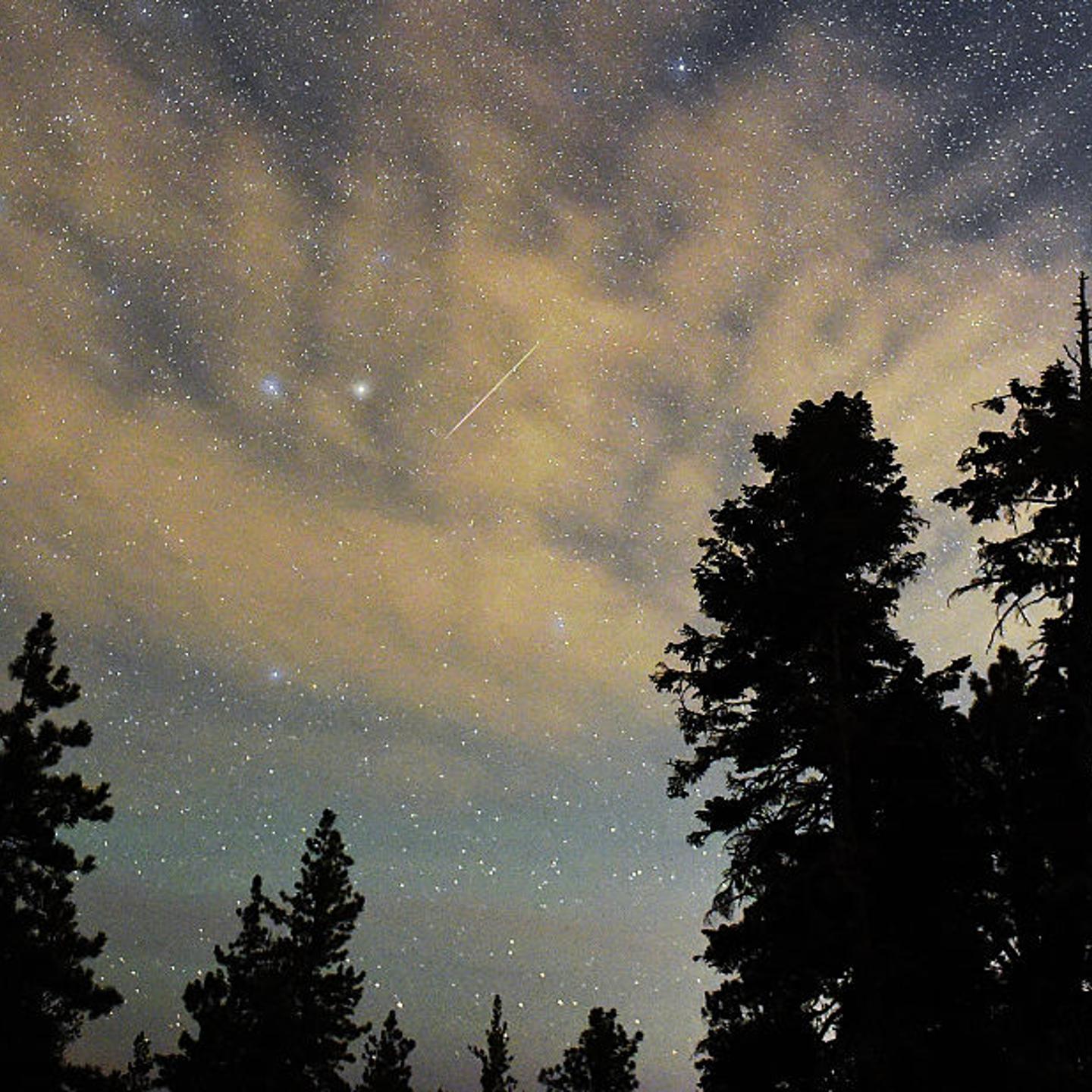 A Perseid meteor streaks across the sky above desert pine trees on August 13, 2015 in the Spring Mountains National Recreation Area, Nevada.