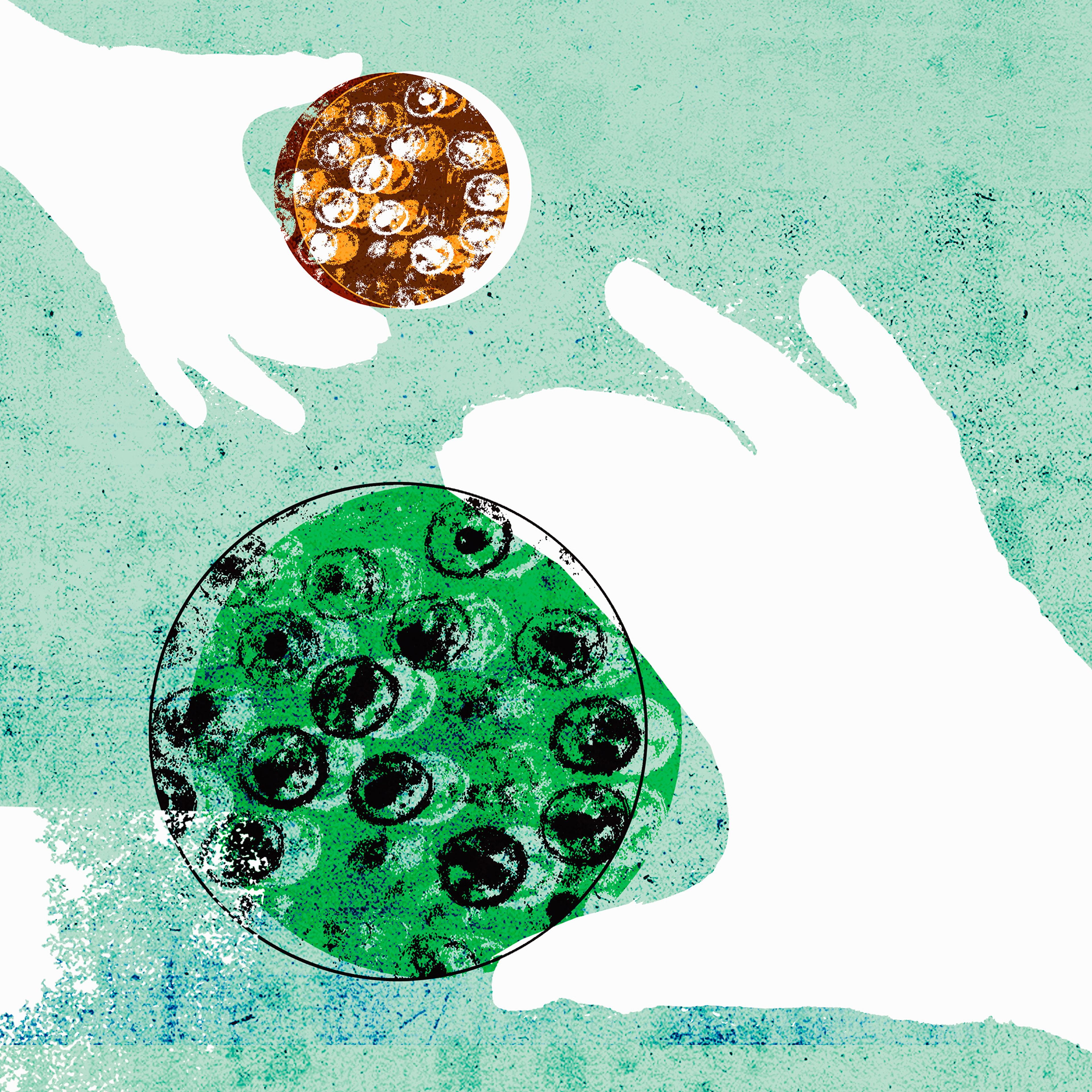 Close up of hands holding micro organisms growing in petri dishes