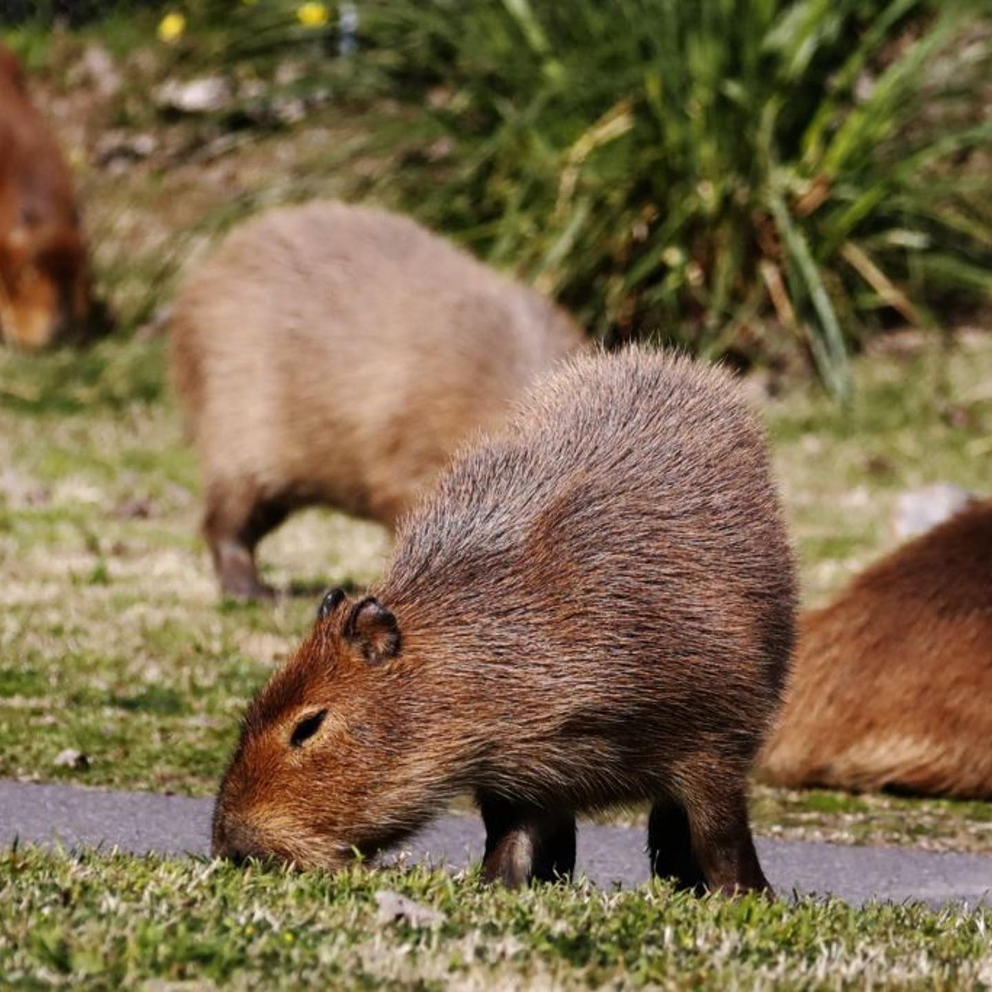 Capybaras Nordelta