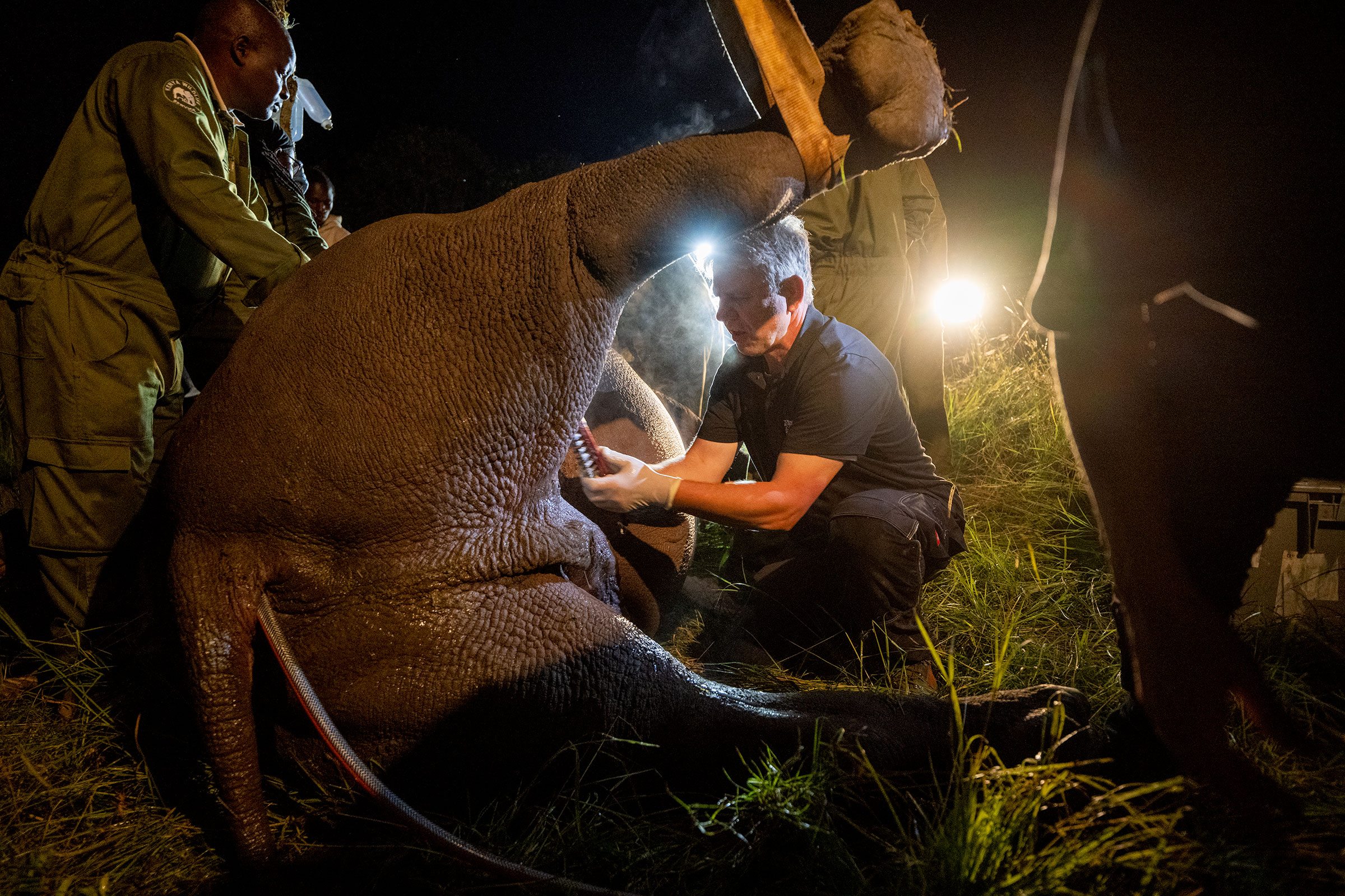 A Look at the Remarkable White Rhino Embryo Transplant