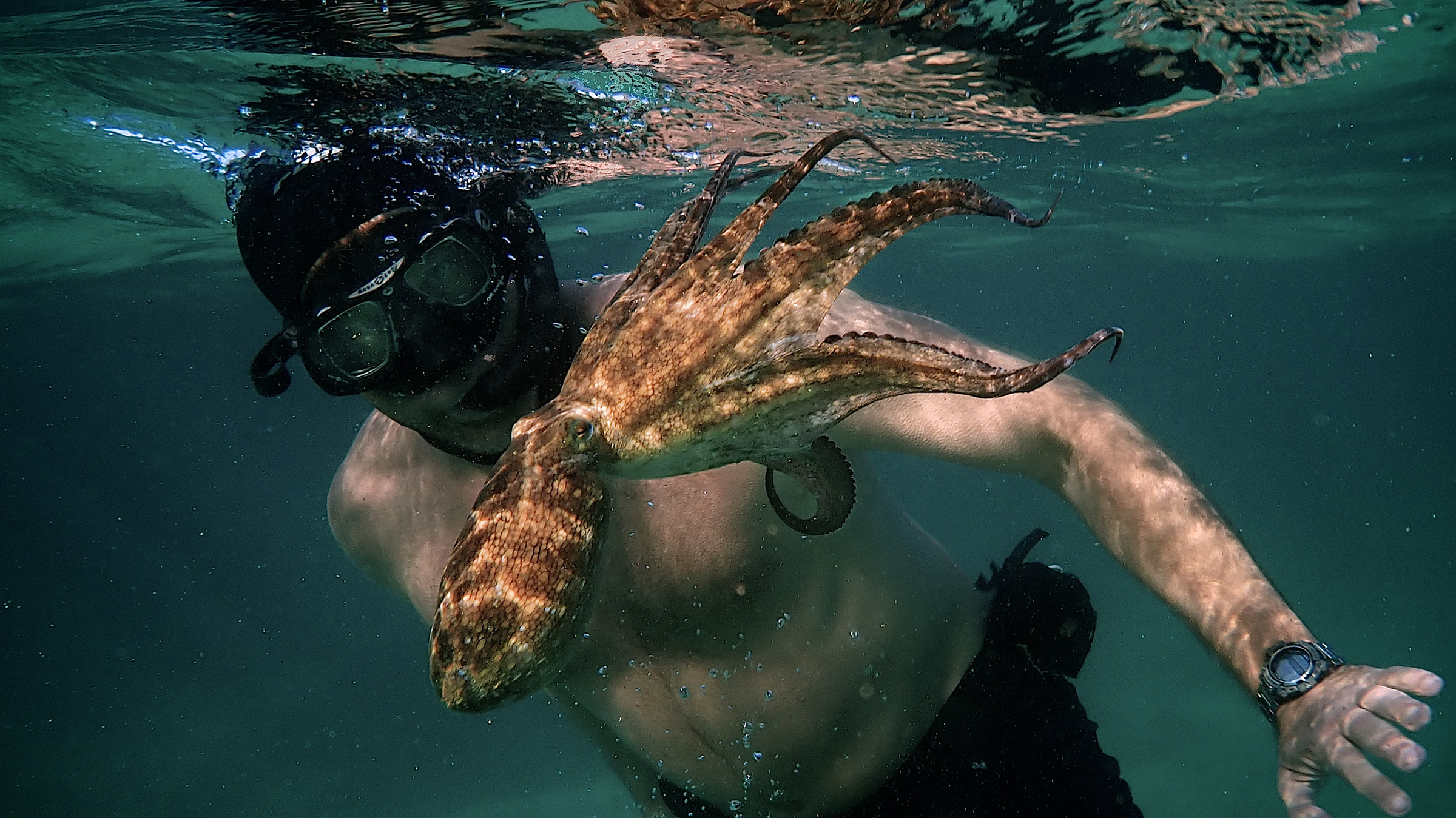 my-octopus-teacher-craig-foster-01