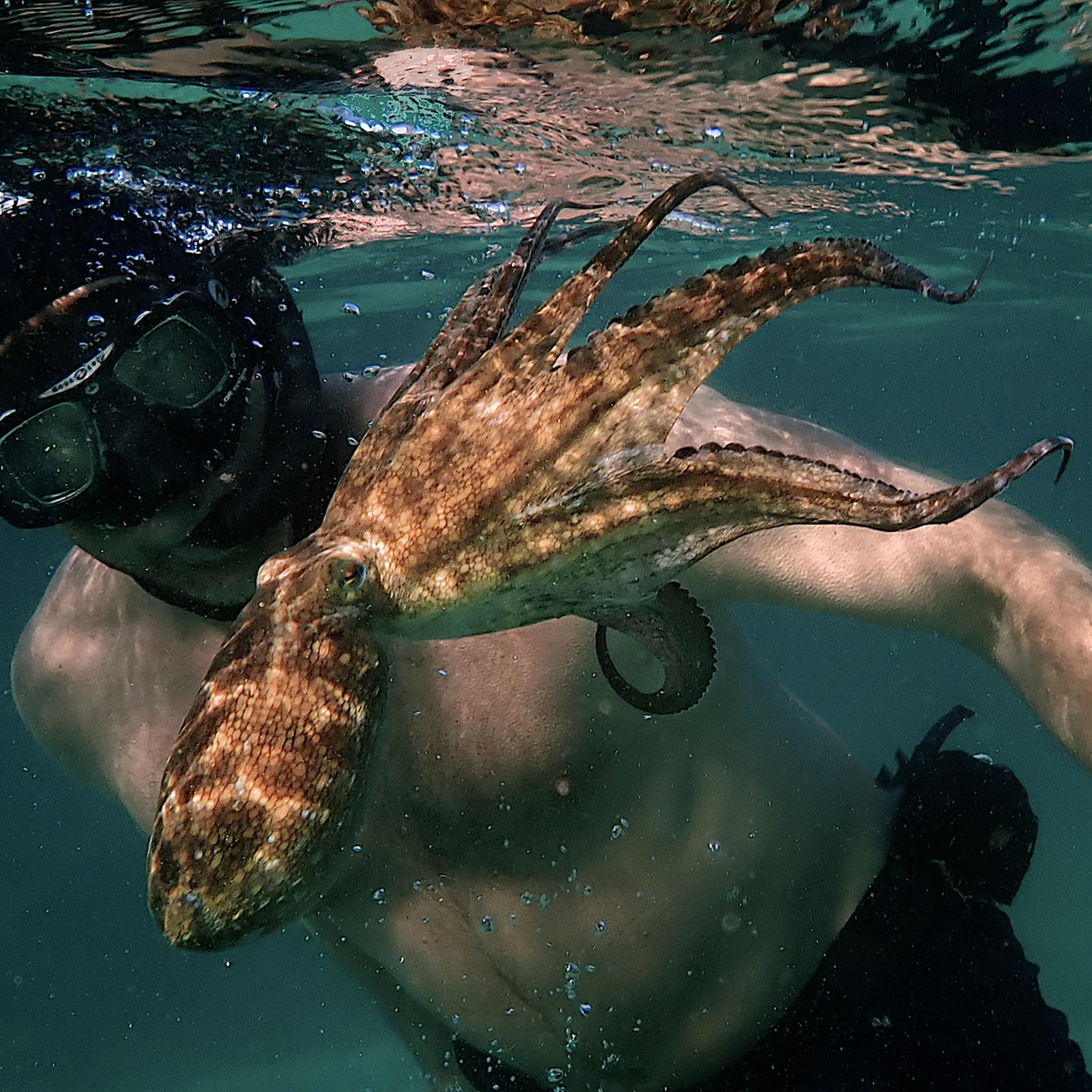 my-octopus-teacher-craig-foster-01