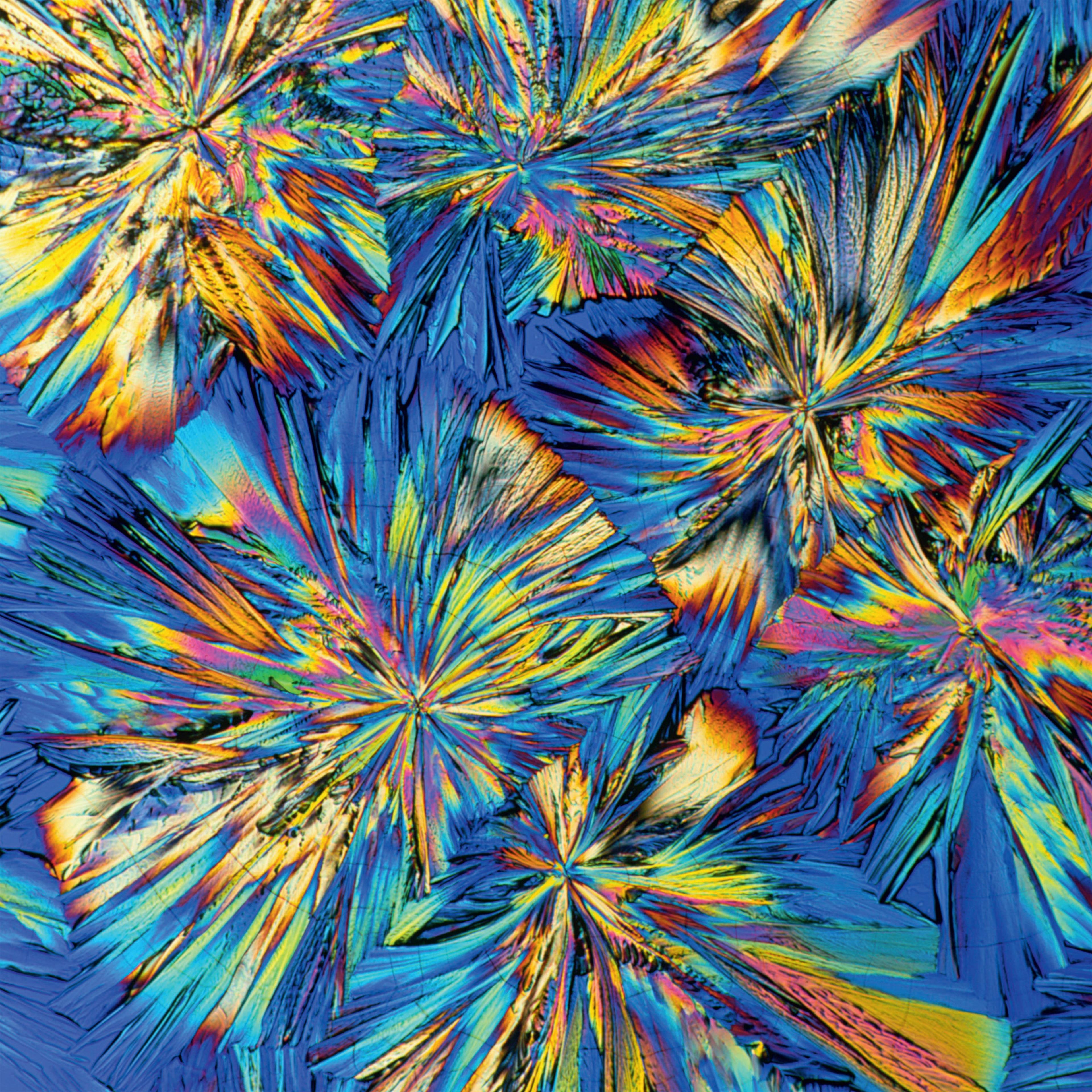 <b>Adrenaline crystals </b>(polarized light micrographs)