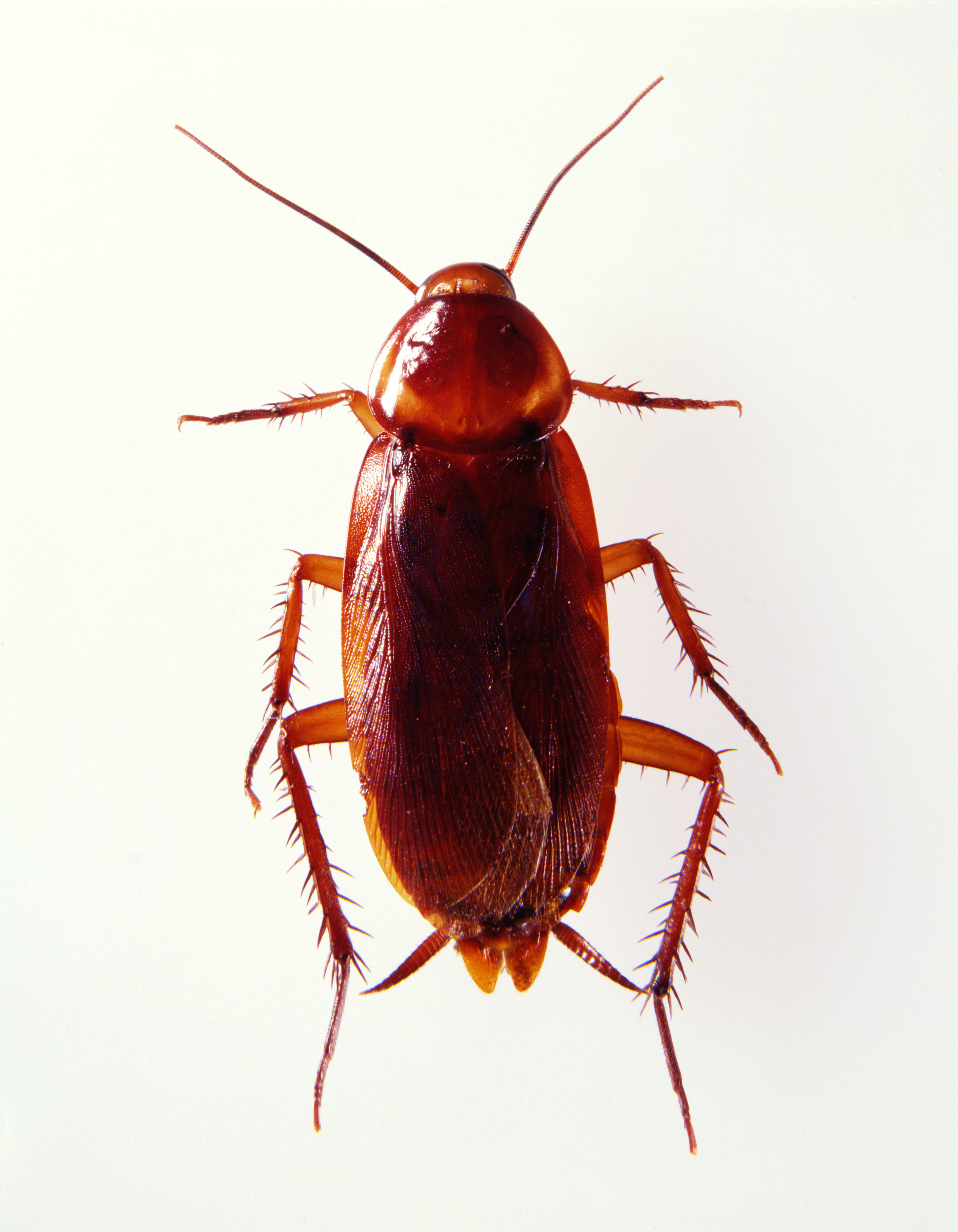 Cockroach Interrupts Chicago Pest-Control Chief's Testimony