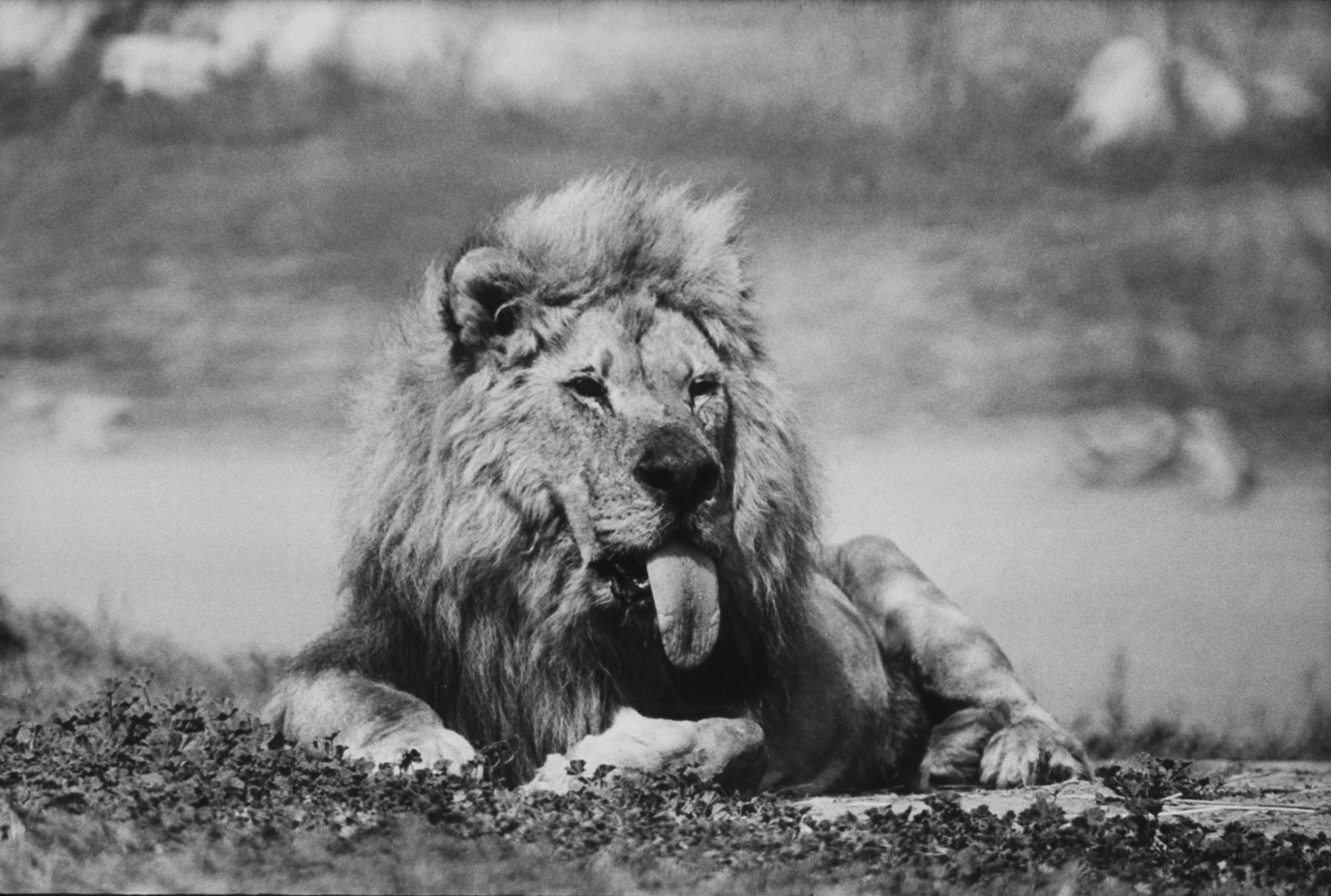 Frasier the lion 1972
