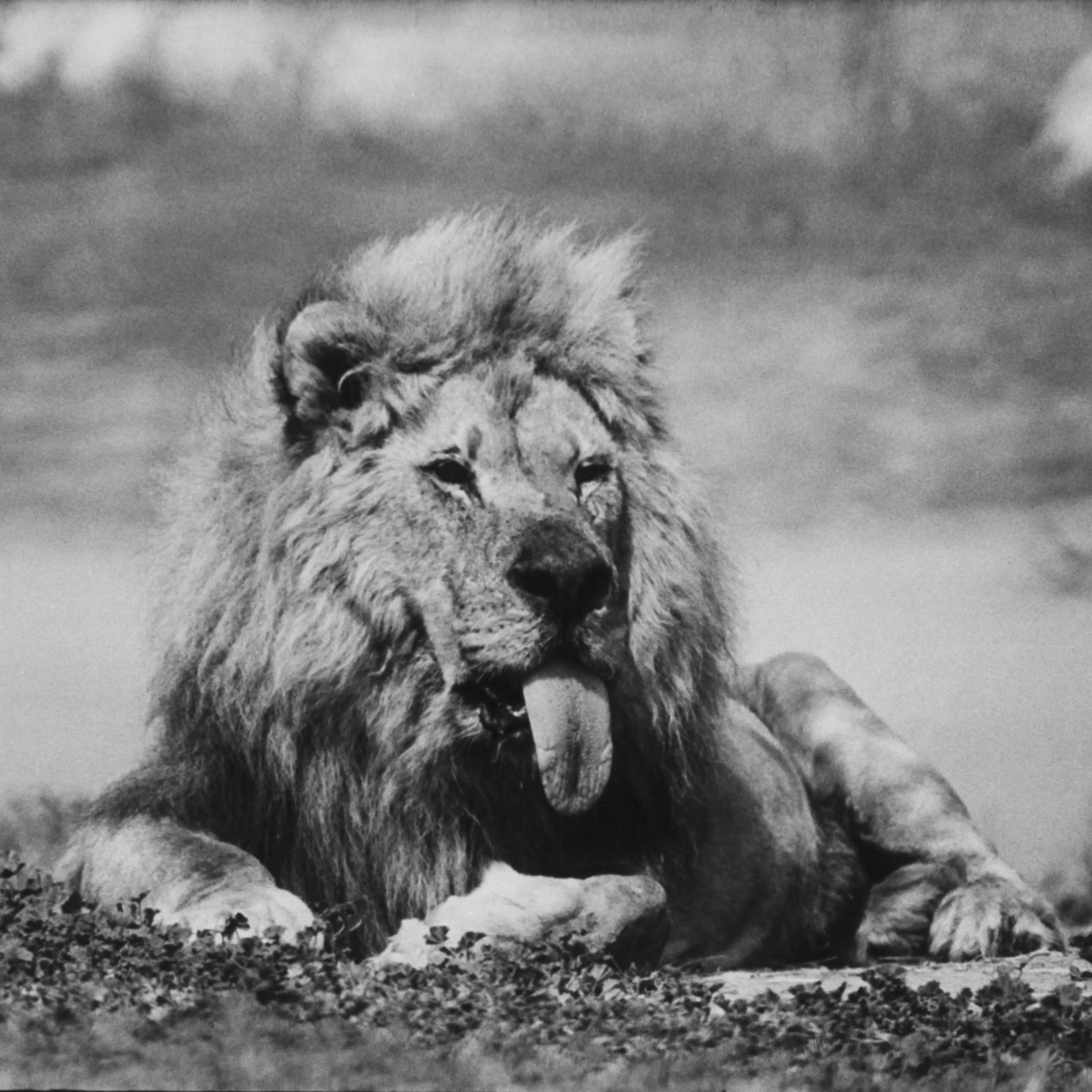 Frasier the lion 1972