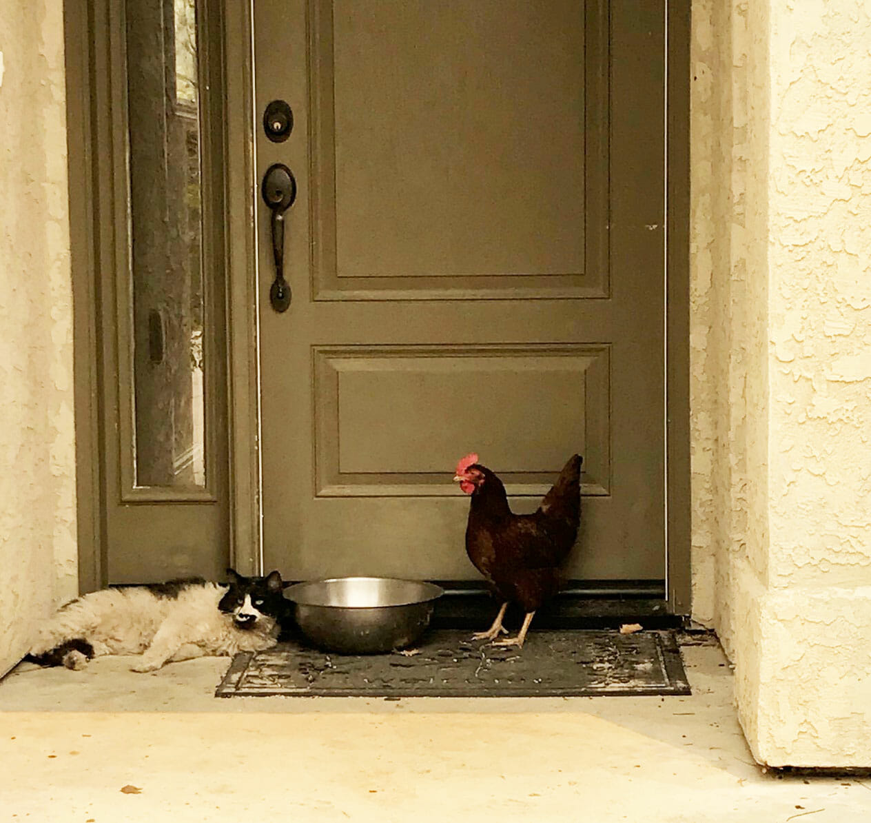 Green Valley Firefighters discovered a chicken and cat huddled together in a doorway