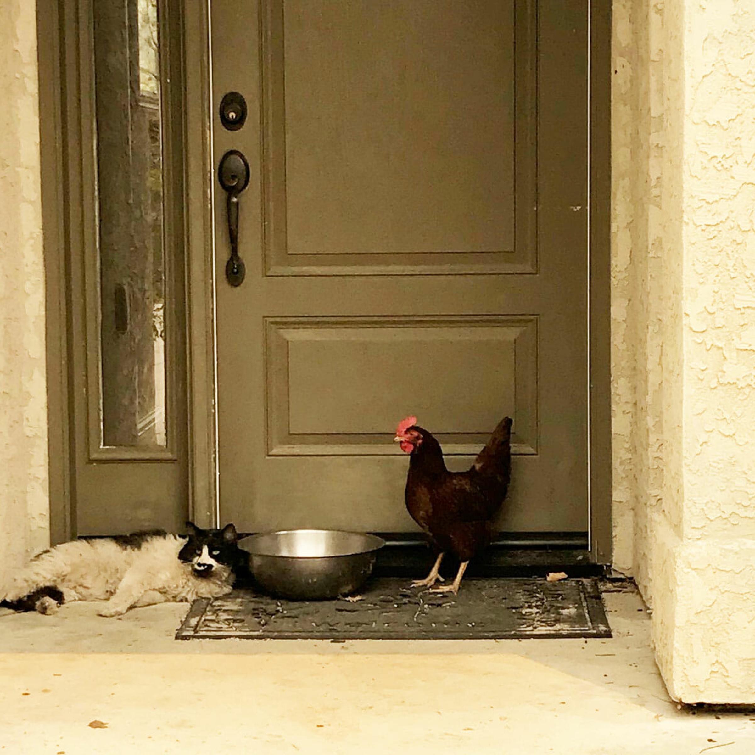 Green Valley Firefighters discovered a chicken and cat huddled together in a doorway