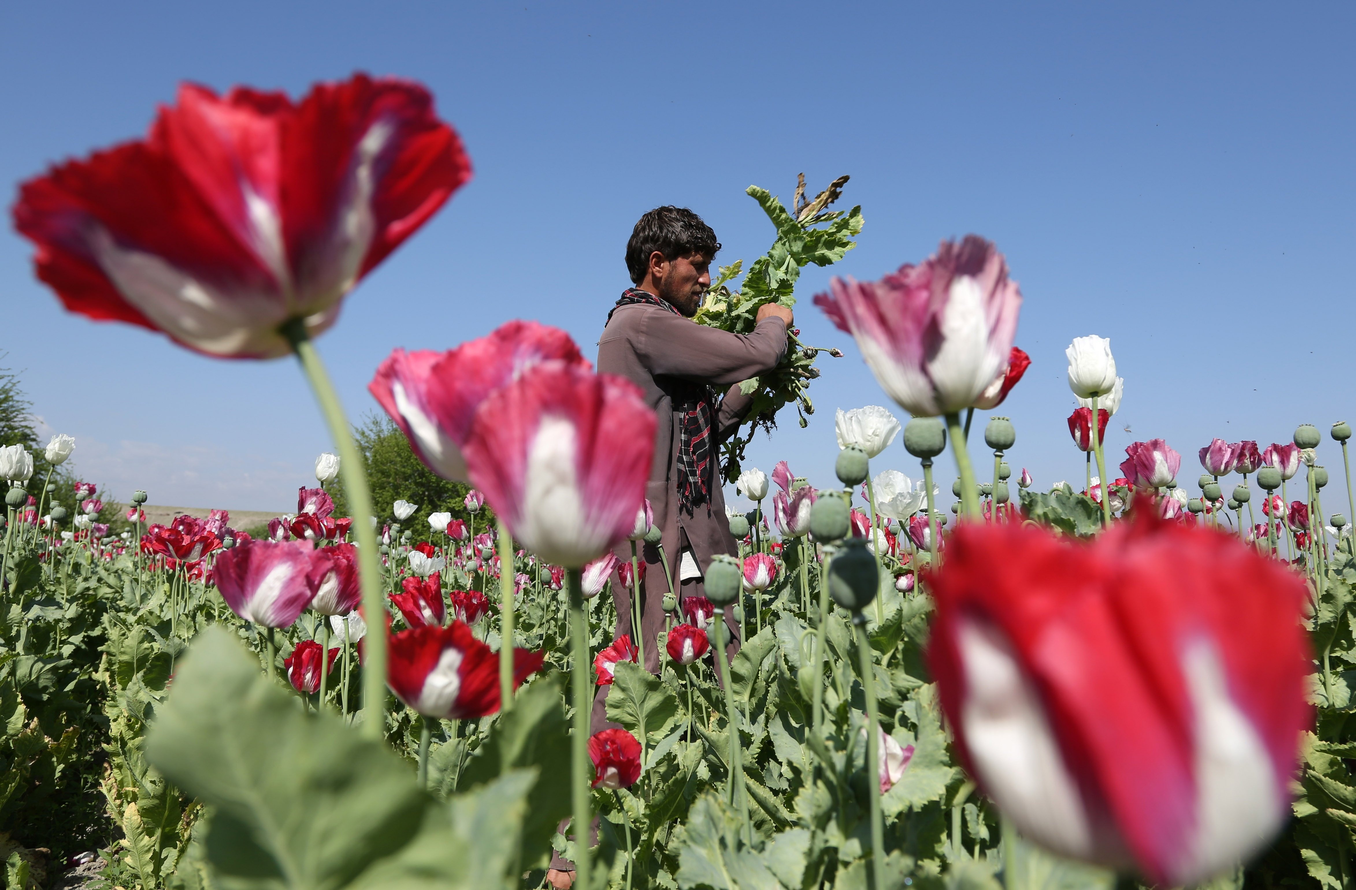 An Afghan farmer works on a poppy field collecting the green bulbs swollen with raw opium, the main ingredient in heroin, in the Khogyani district of Jalalabad, east of Kabul, Afghanistan, April 17, 2014.