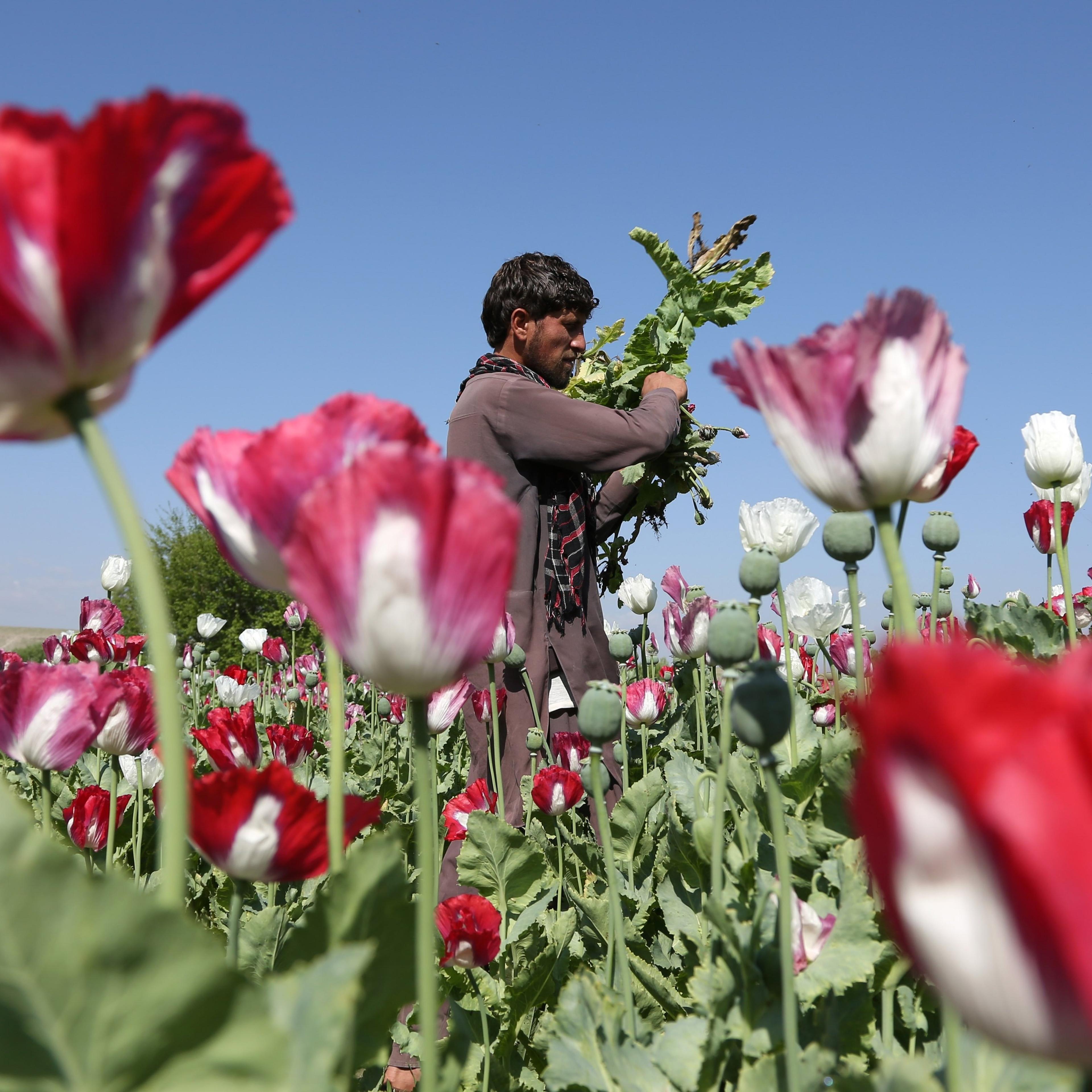 An Afghan farmer works on a poppy field collecting the green bulbs swollen with raw opium, the main ingredient in heroin, in the Khogyani district of Jalalabad, east of Kabul, Afghanistan, April 17, 2014.
