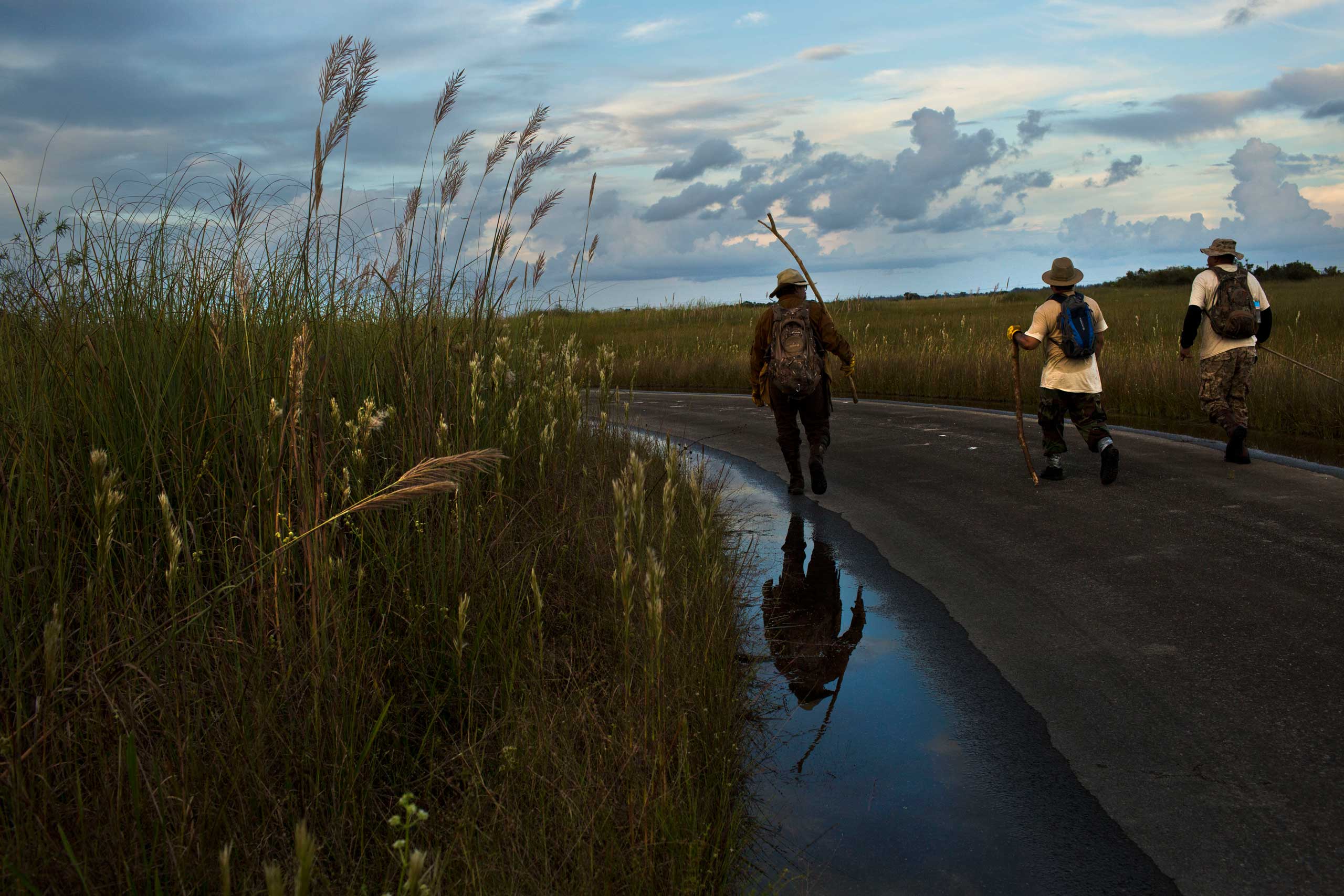 Burmese Pythons Are Taking Over the Everglades