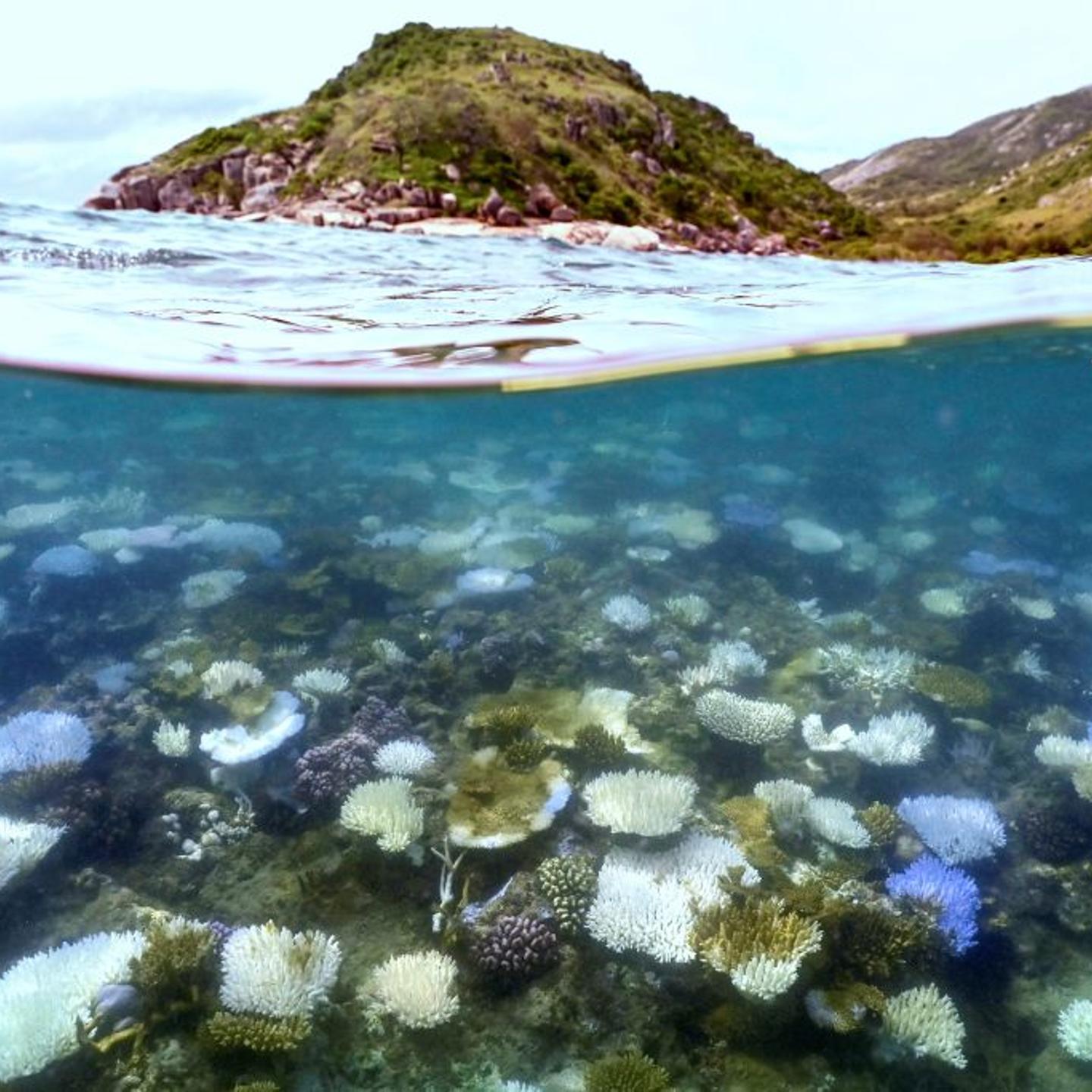 This underwater photo shows bleached and dead coral around Lizard Island on the Great Barrier Reef