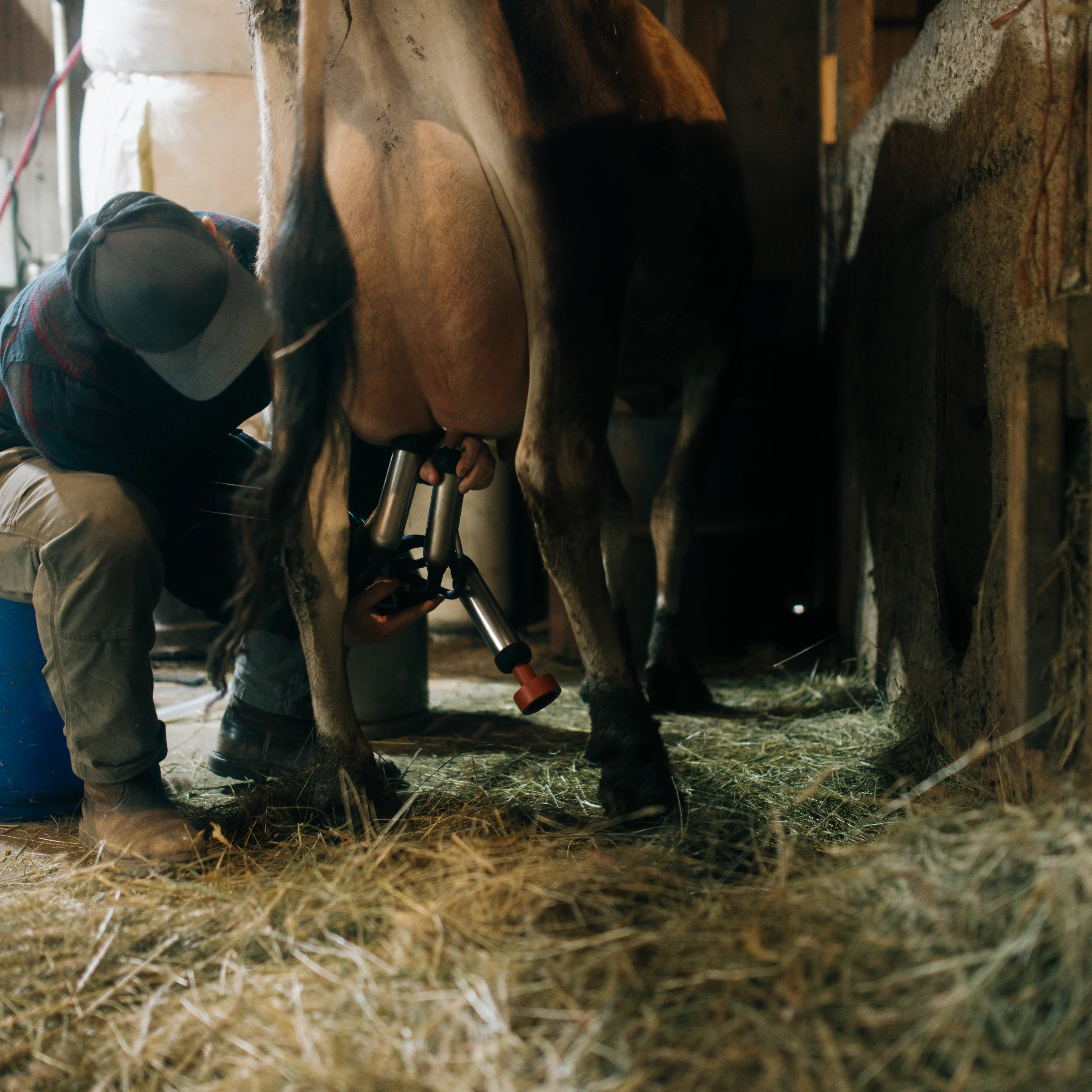 dairy-cow