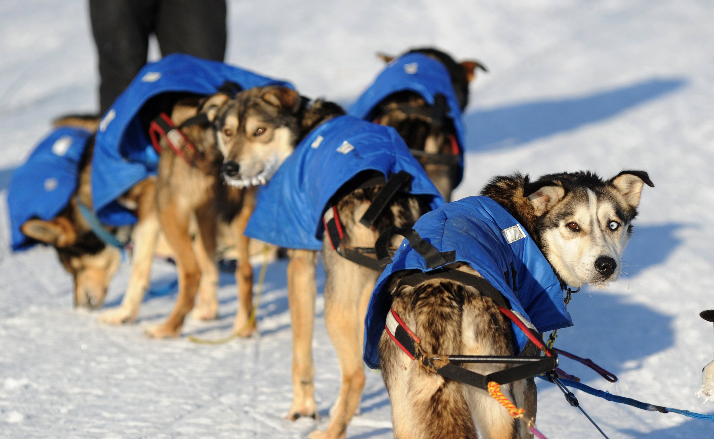 Iditarod