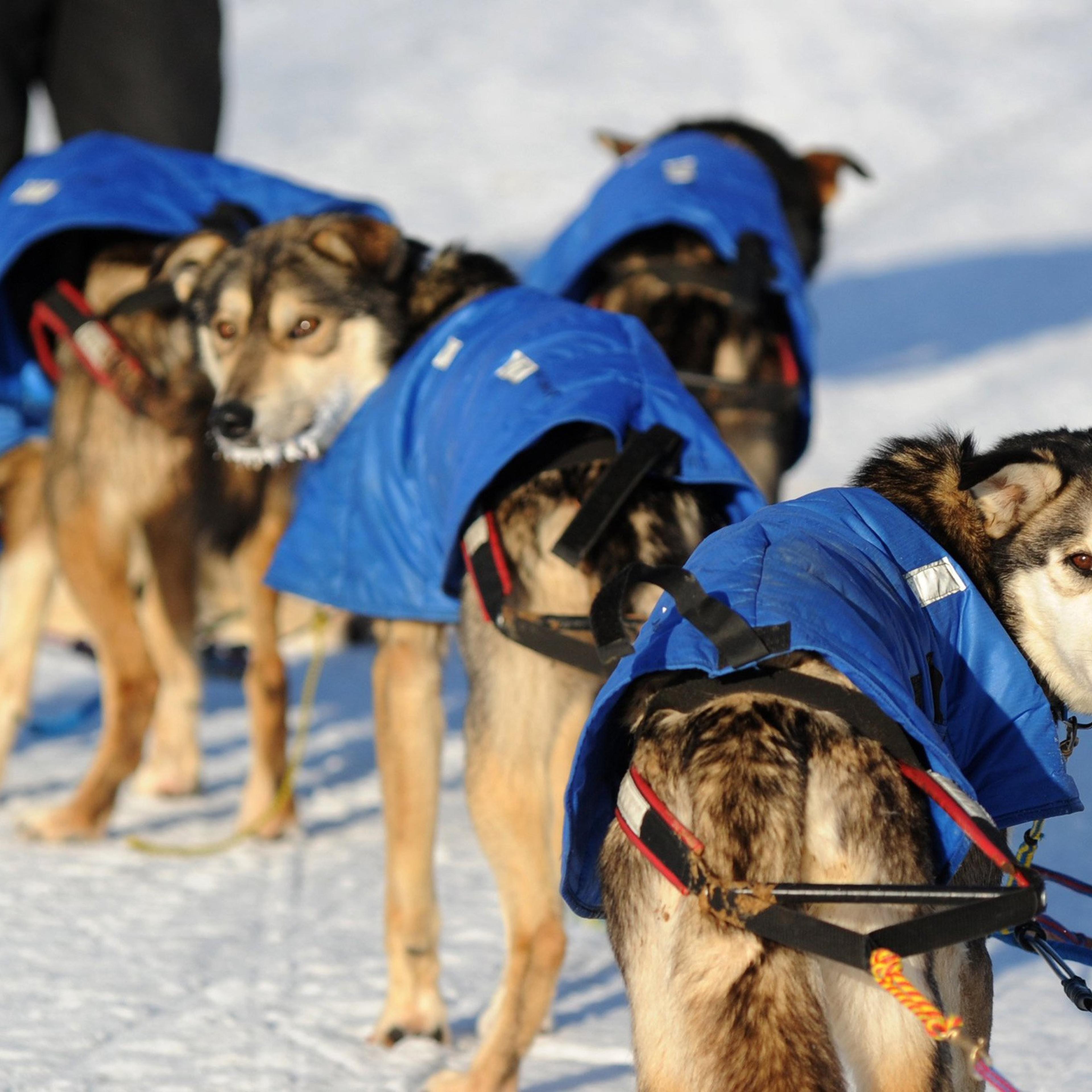 Iditarod