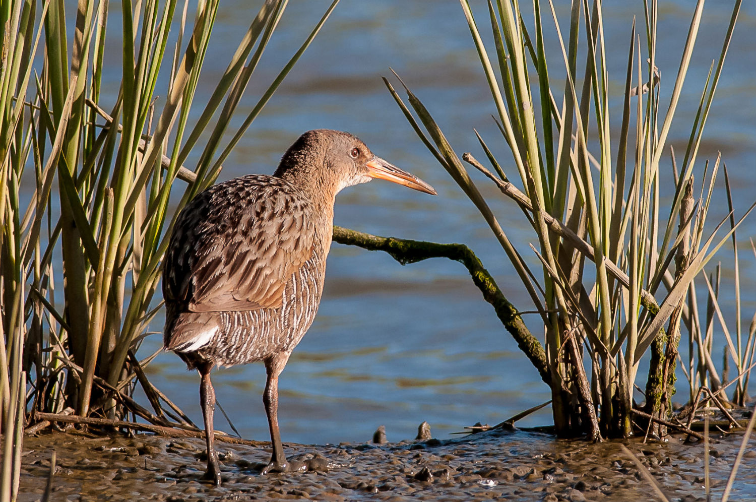 Endangered bird in invasive species