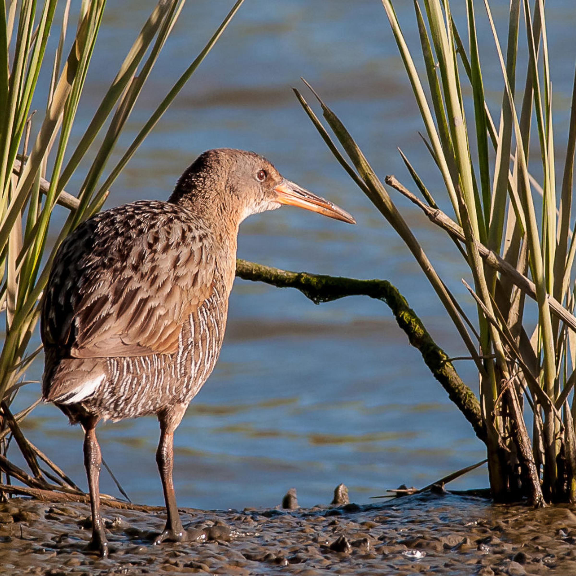 Endangered bird in invasive species