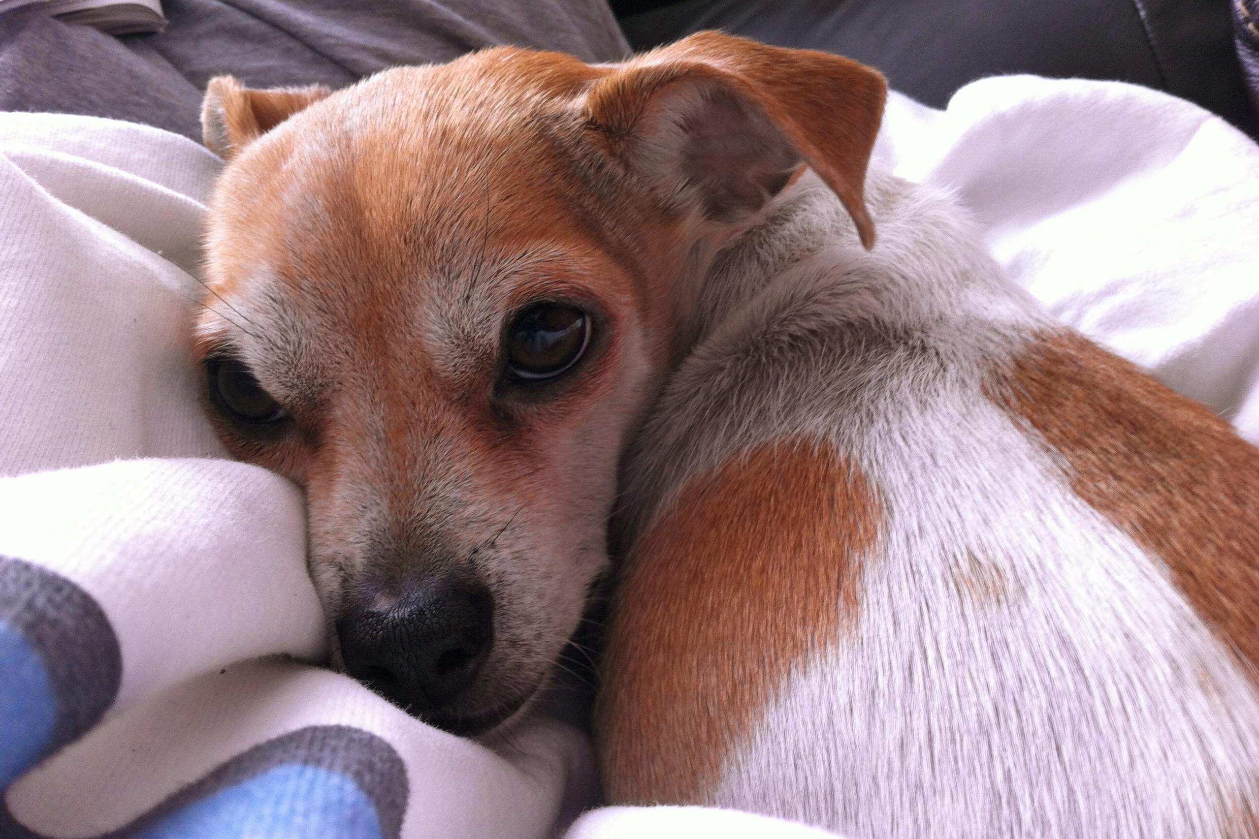 Steve Friess' dog Jack 