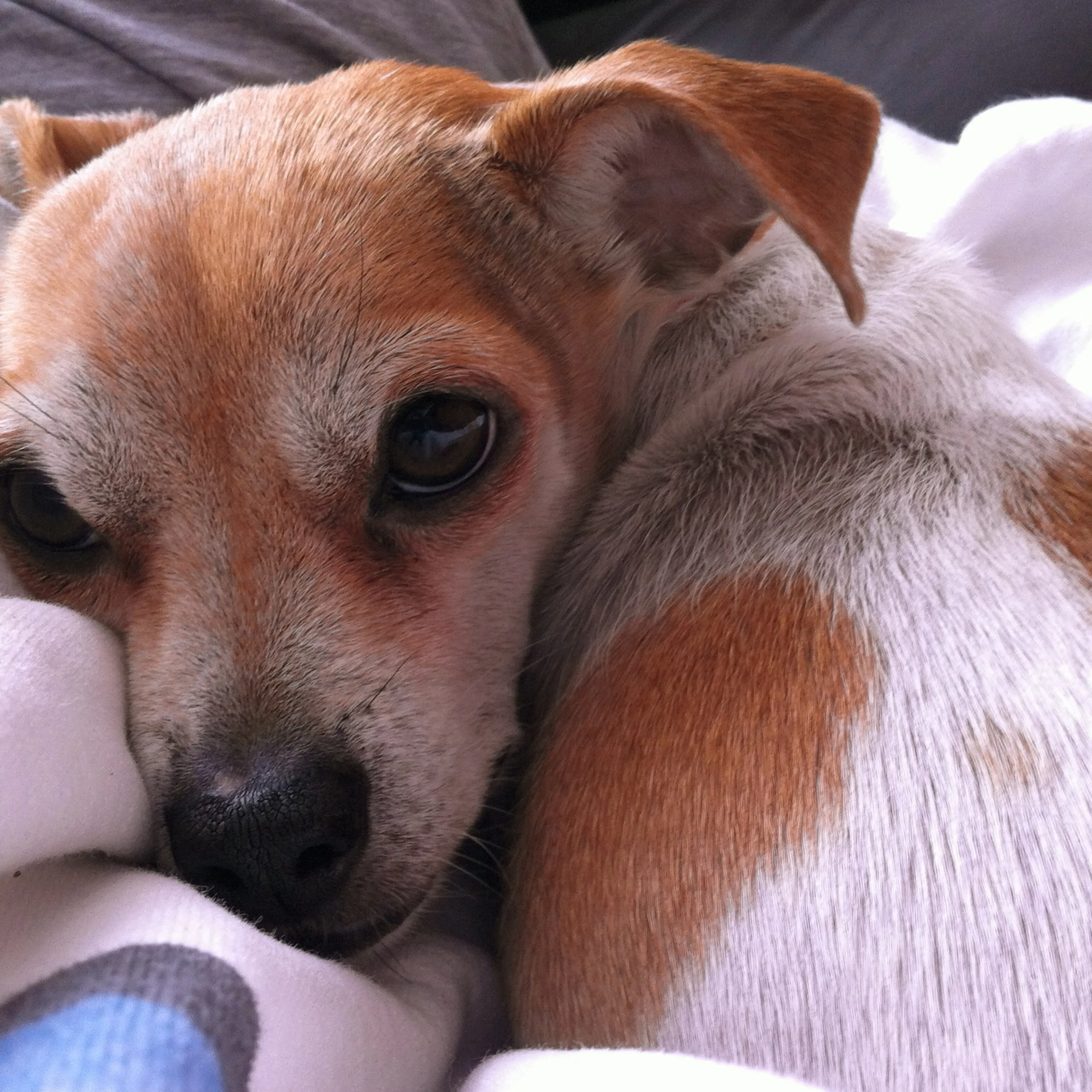 Steve Friess' dog Jack