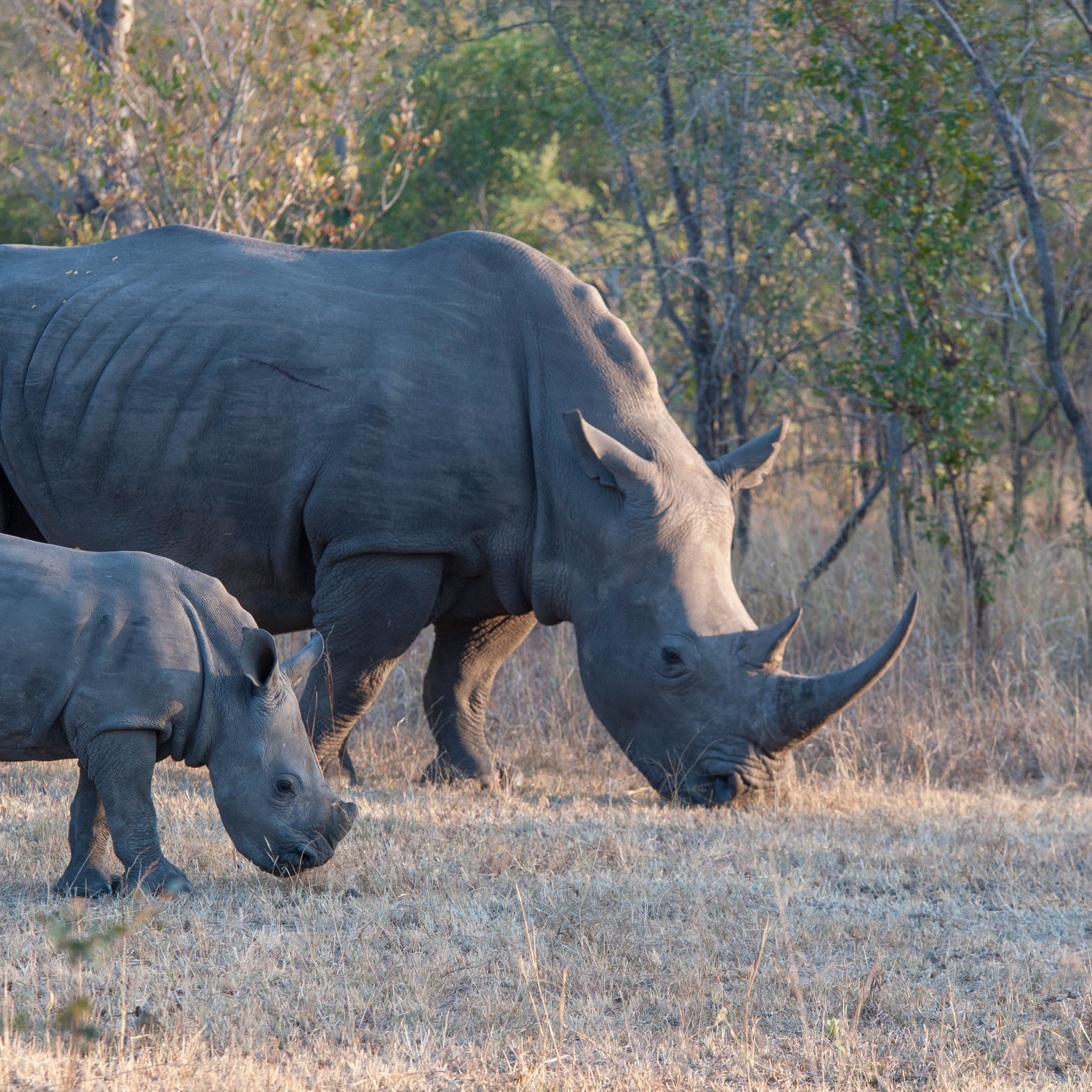 Goodbye to all that: millions of earth's species, like the white rhino, are no match for the one species that considers itself the smartest