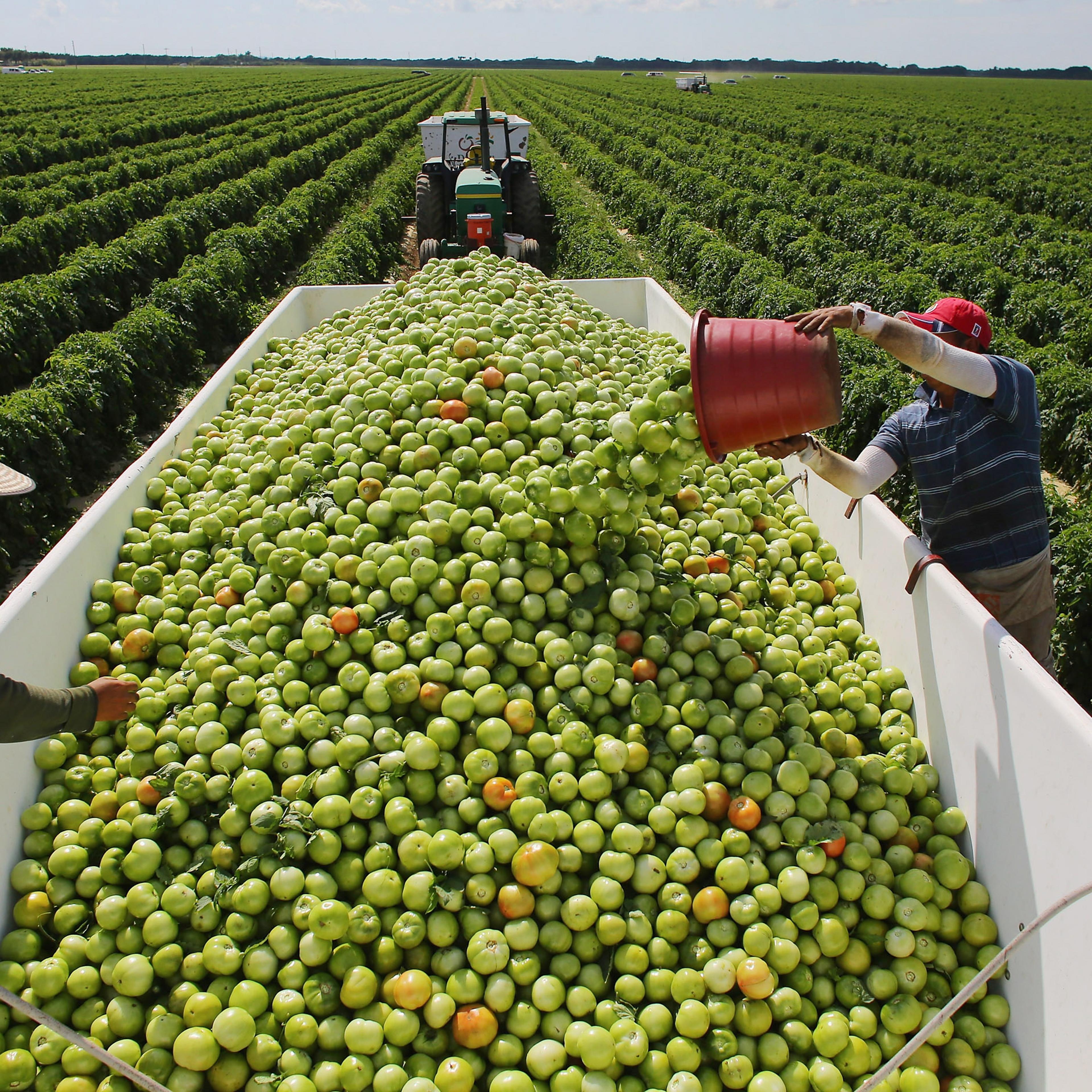 U.S. - Mexican Tomato Trade War Averted