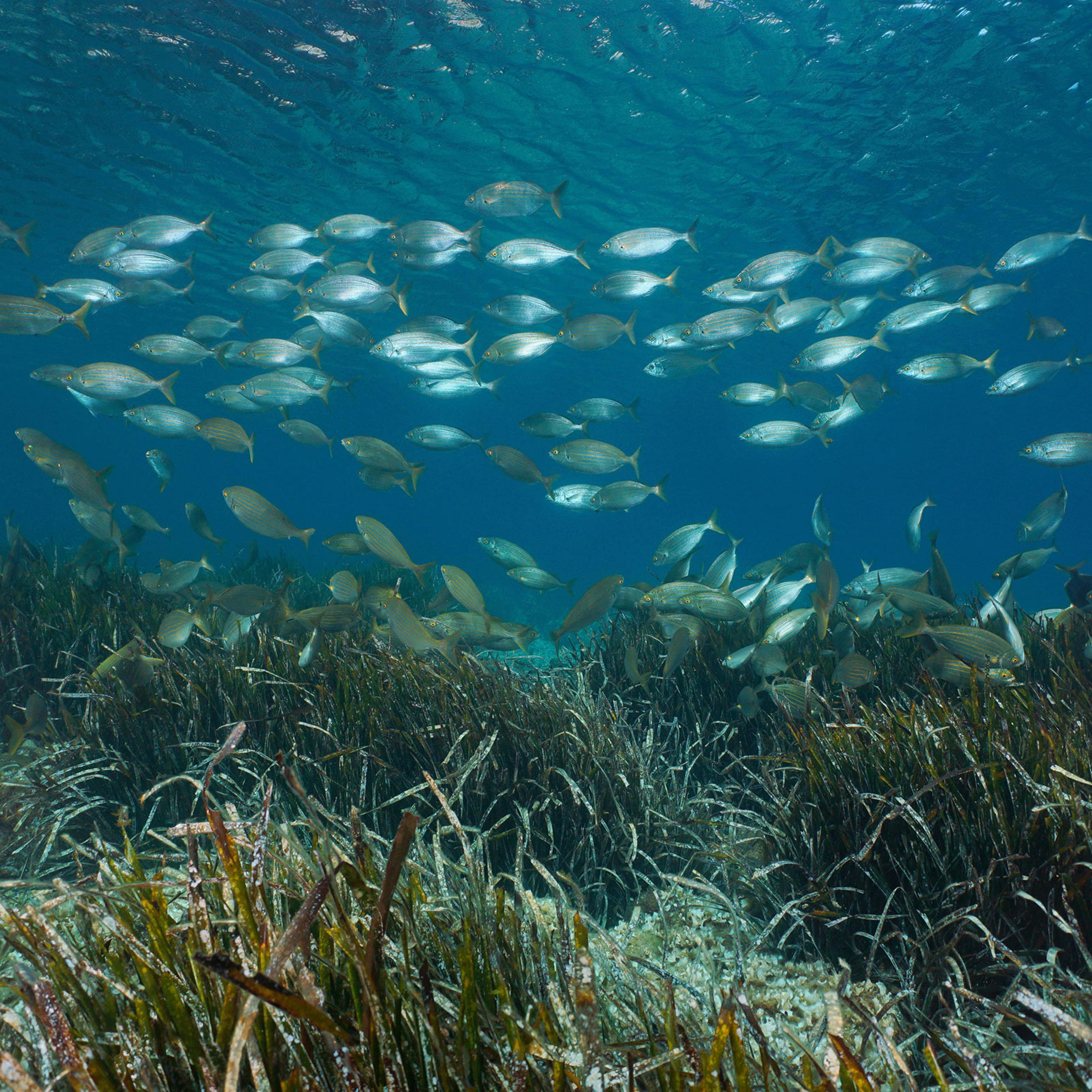 Fish school with seagrass Mediterranean sea