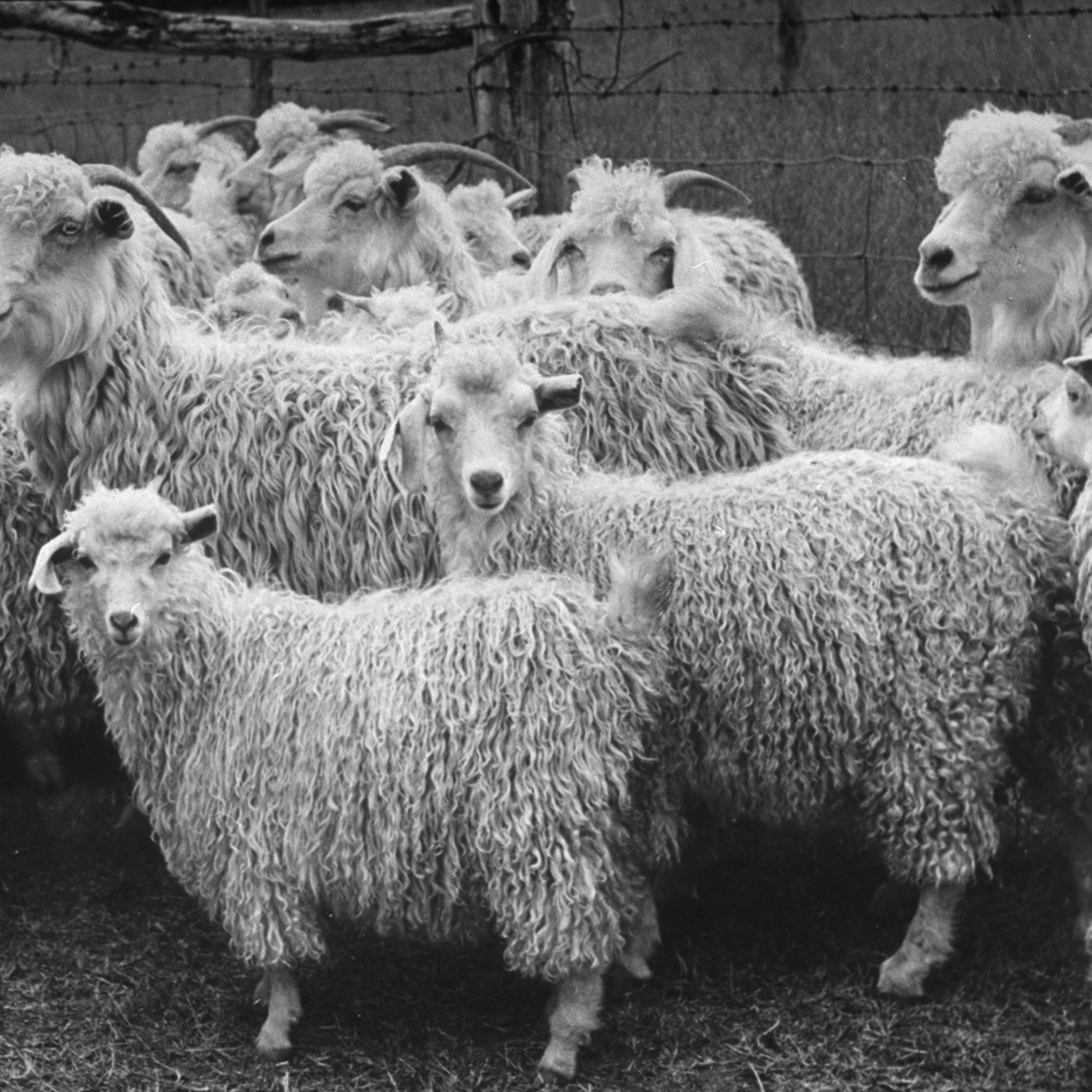 Angora goats, Texas, 1942.