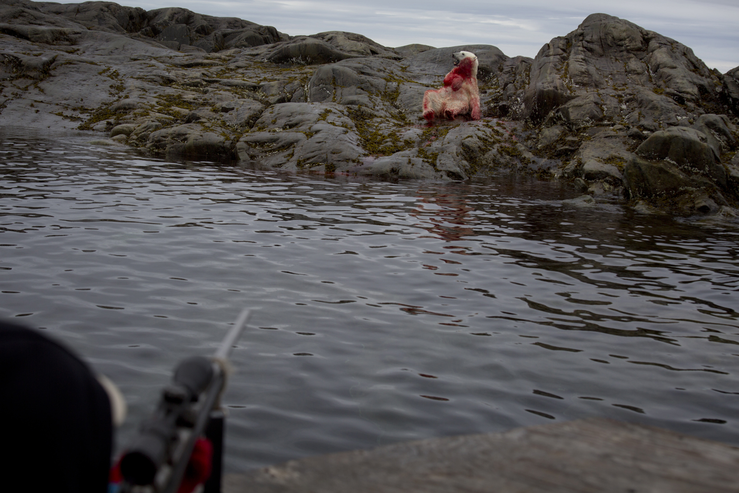 BAFFIN ISLAND, CANADA - SEPTEMBER 5  A polar bear collapses on the ground after being shot by Inuit hunters in Baffin Island, Canada on Sept. 5, 2013. The Inuit in Canada have traditionally hunted polar bears for subsistence and income to provide for the