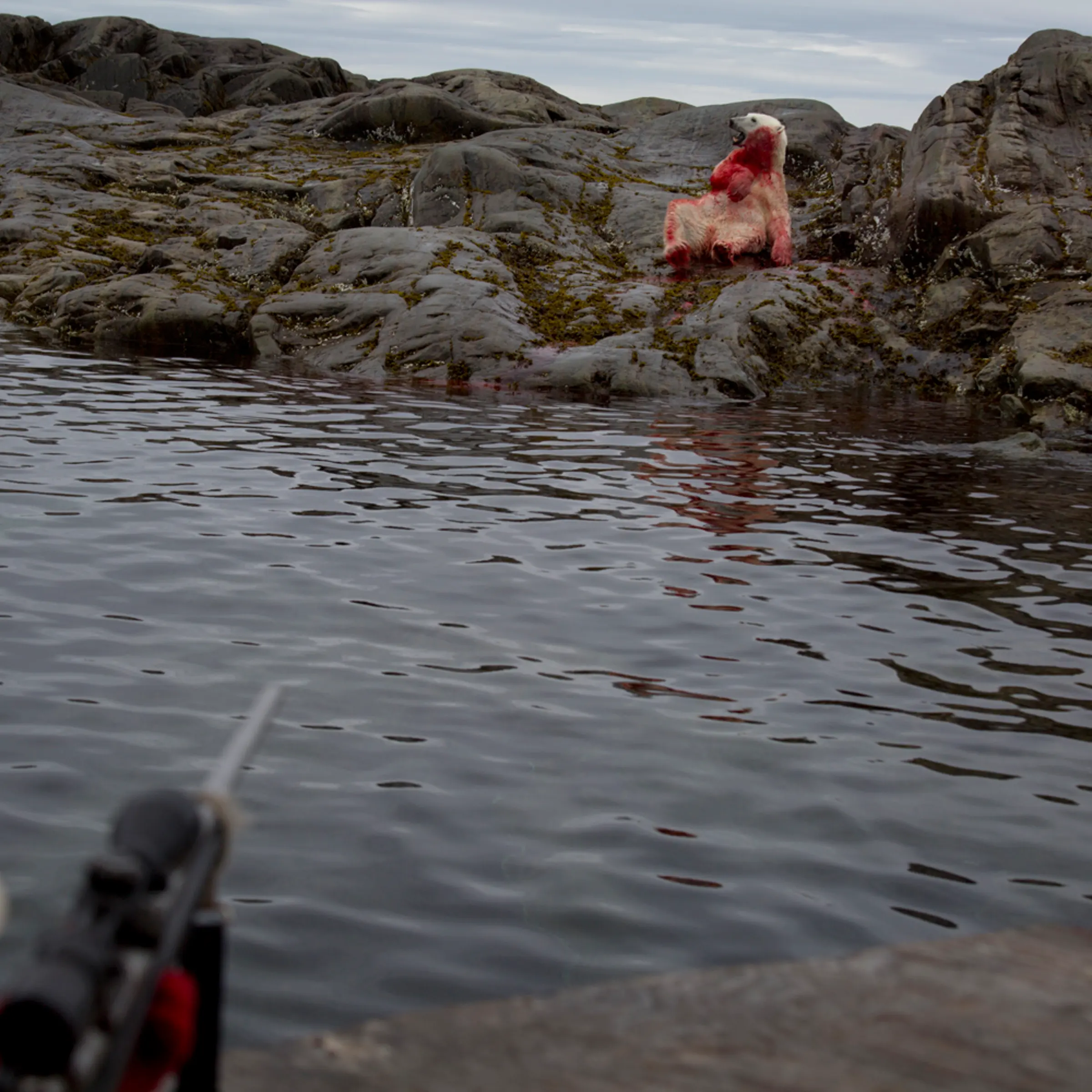 BAFFIN ISLAND, CANADA - SEPTEMBER 5 A polar bear collapses on the ground after being shot by Inuit hunters in Baffin Island, Canada on Sept. 5, 2013. The Inuit in Canada have traditionally hunted polar bears for subsistence and income to provide for the