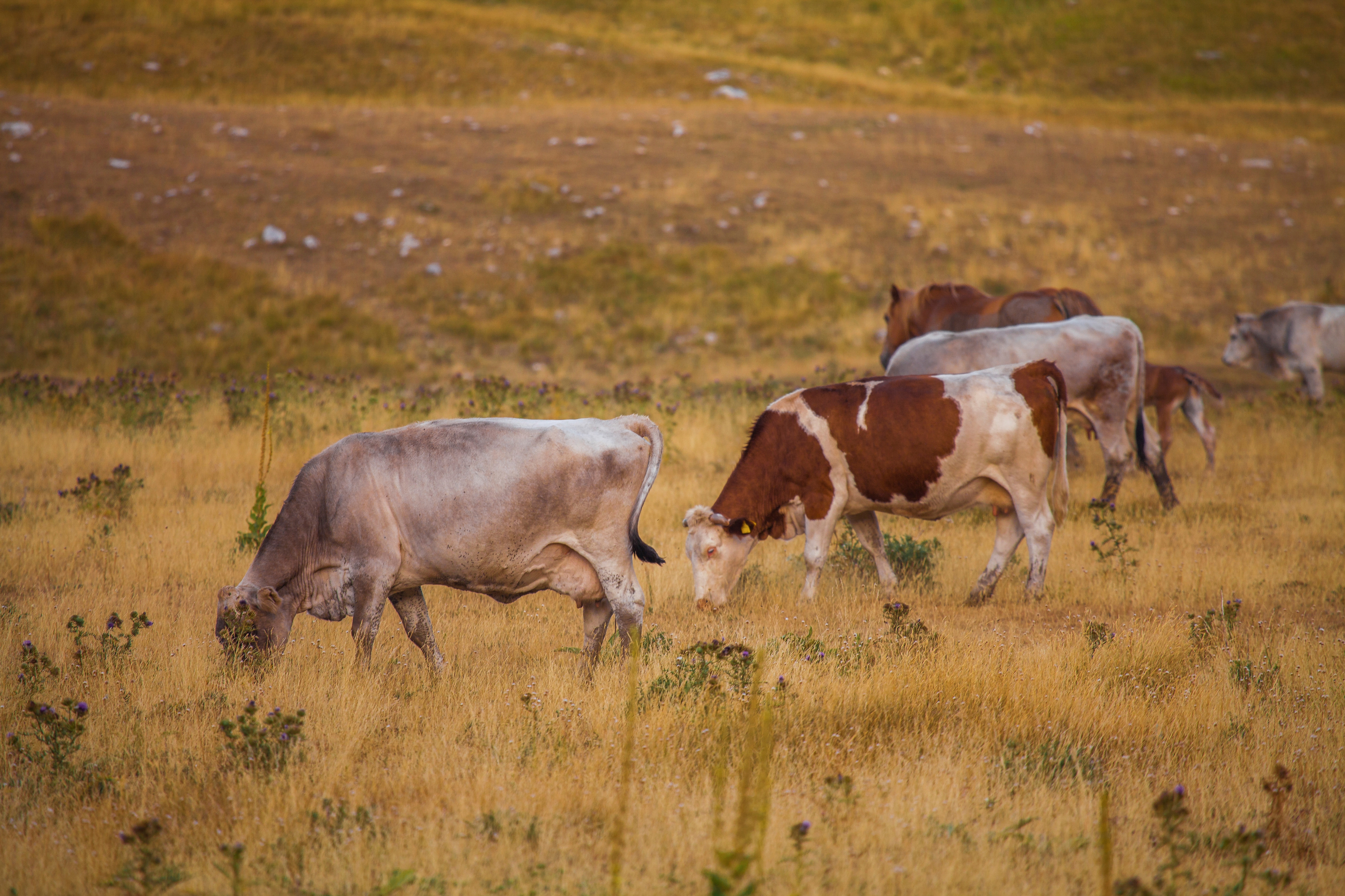 A view of herd of cows grazing in the valley of Campo Imperatore. Abruzzo. Italy. Europe