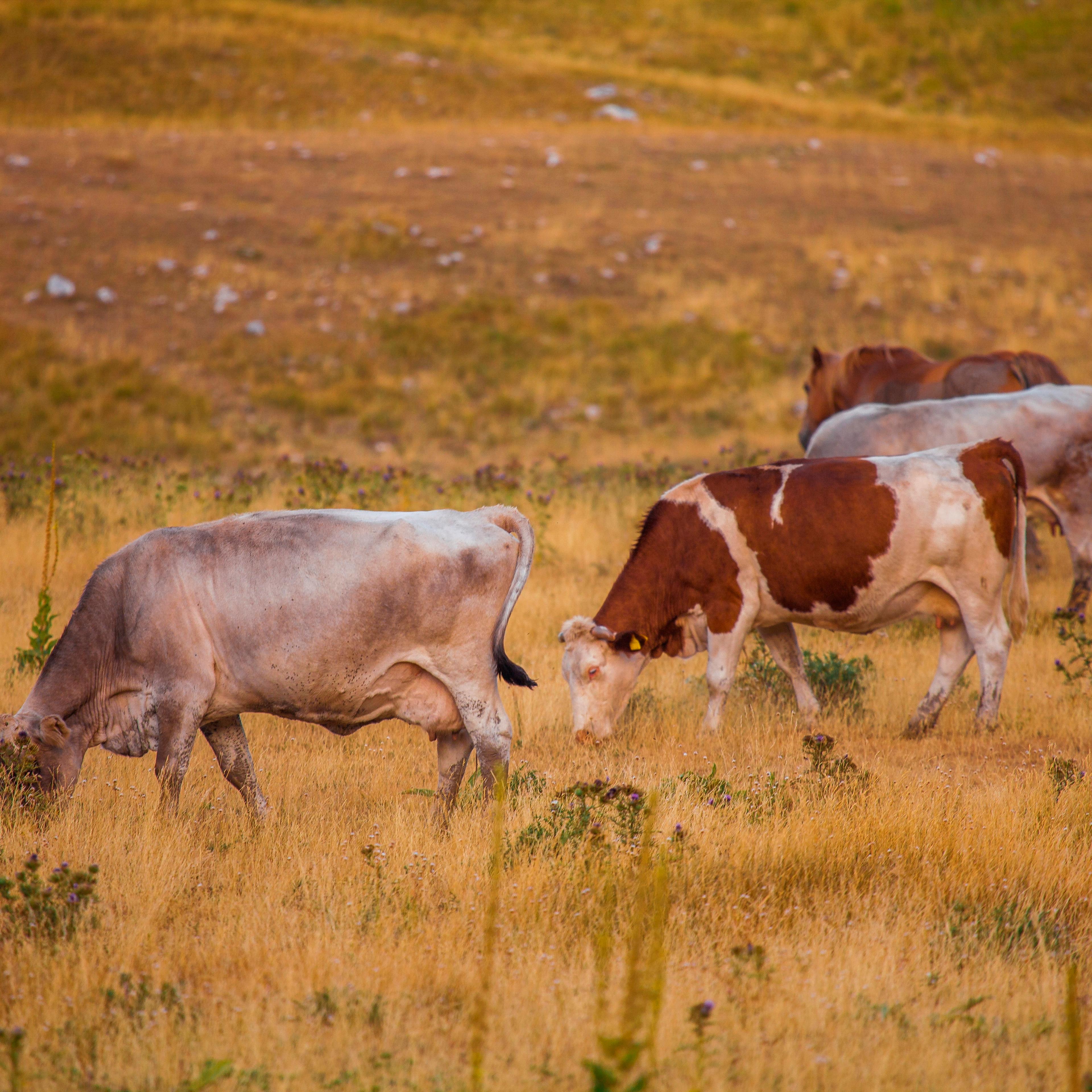 A view of herd of cows grazing in the valley of Campo Imperatore. Abruzzo. Italy. Europe