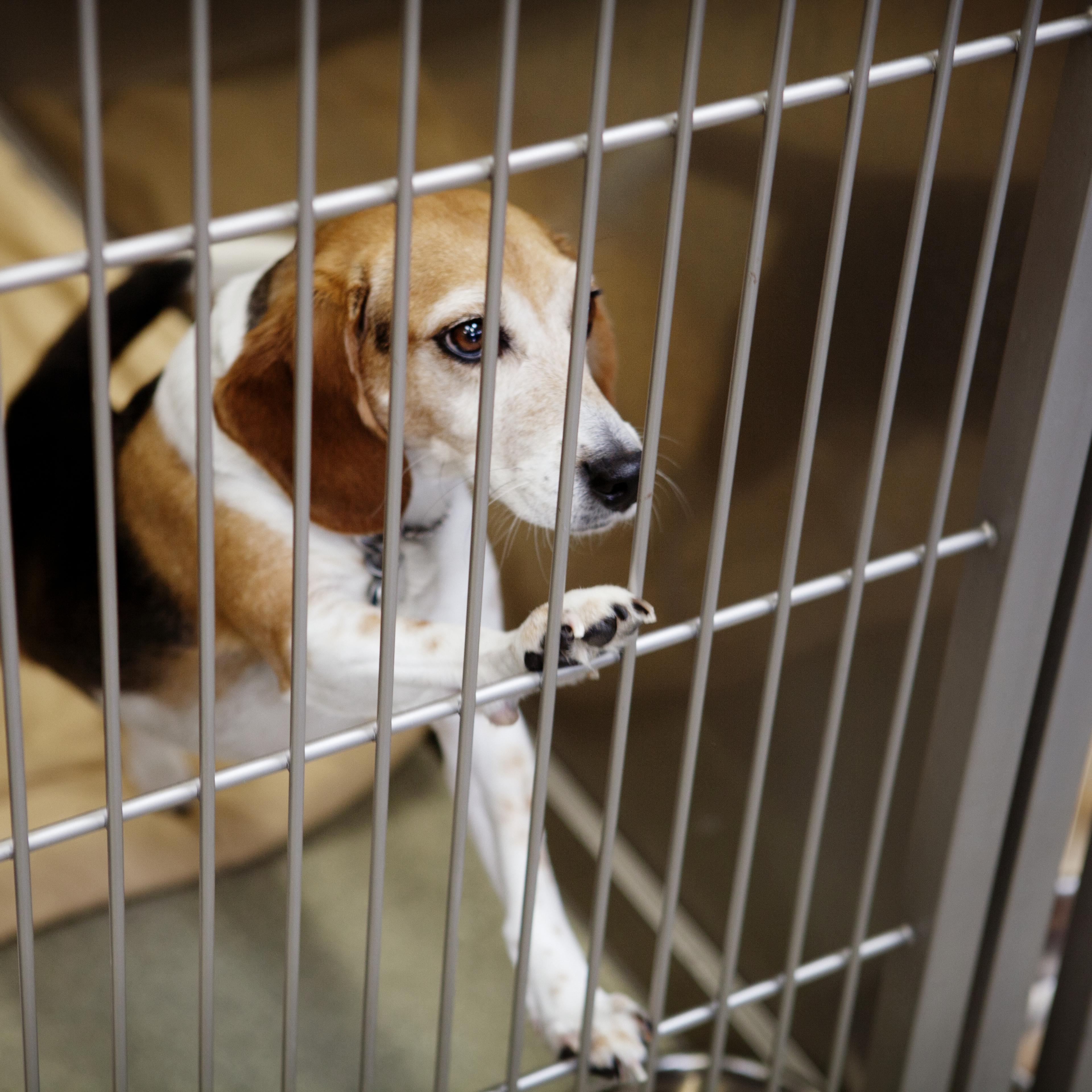 Beagle on Hind Legs with Paws on Kennel Bars