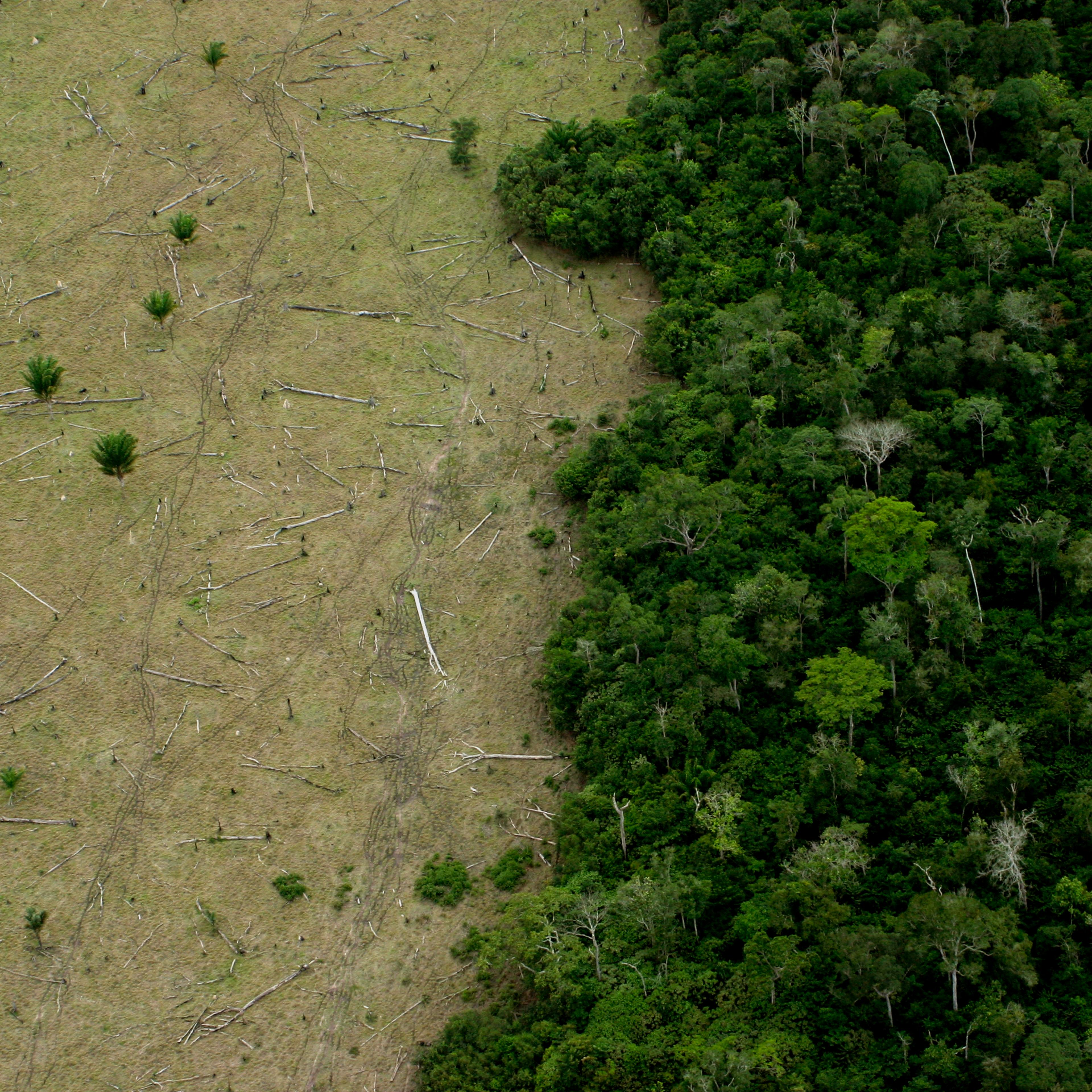 Amazon Deforestation climate change biodiversity