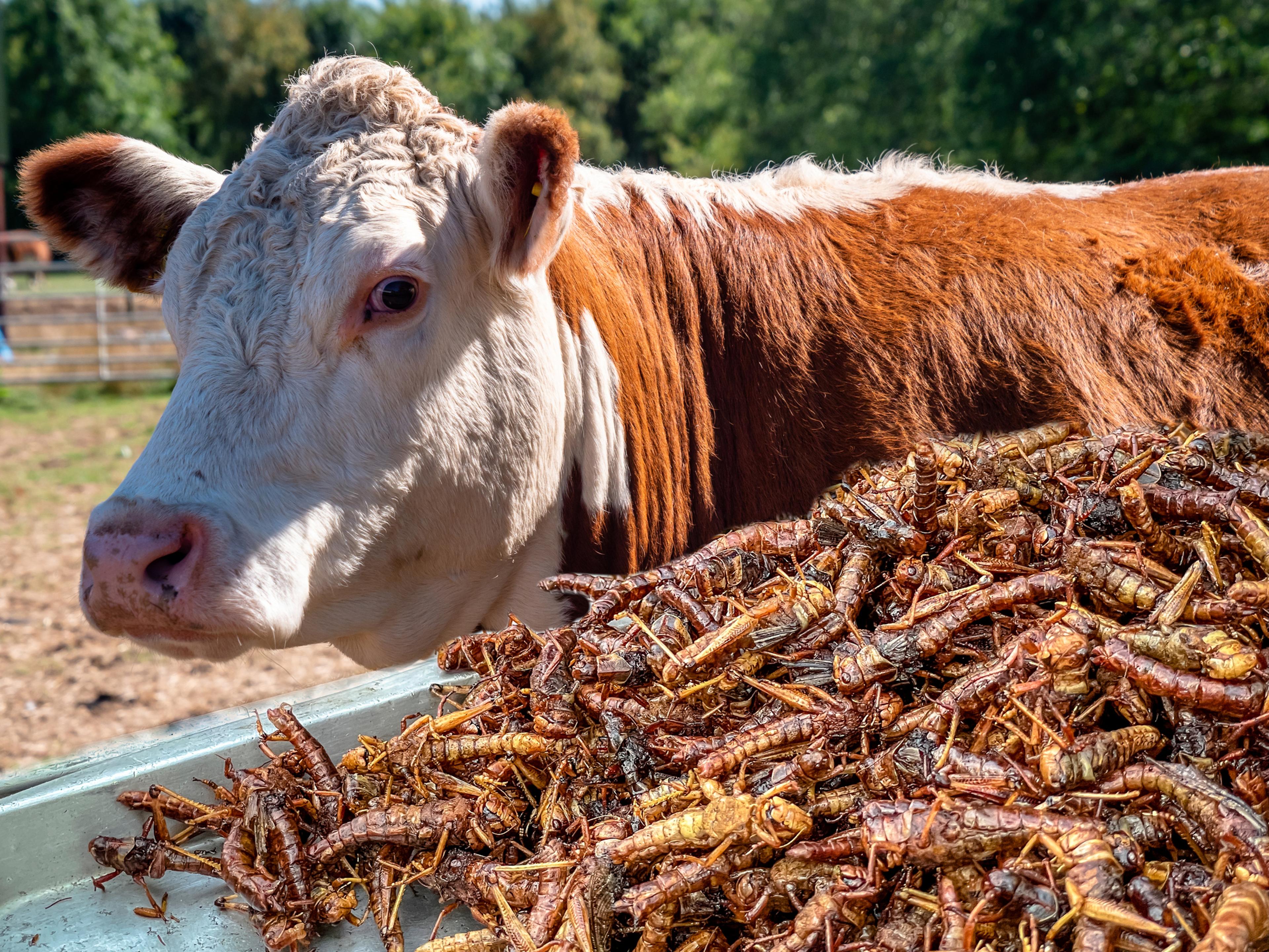Cow Beef Bug Insect concept. WEF World Economic Forum are recommending that people consume less beef and switch to an insect bug protein replacement as an alternative to help with climate change and emissions targets